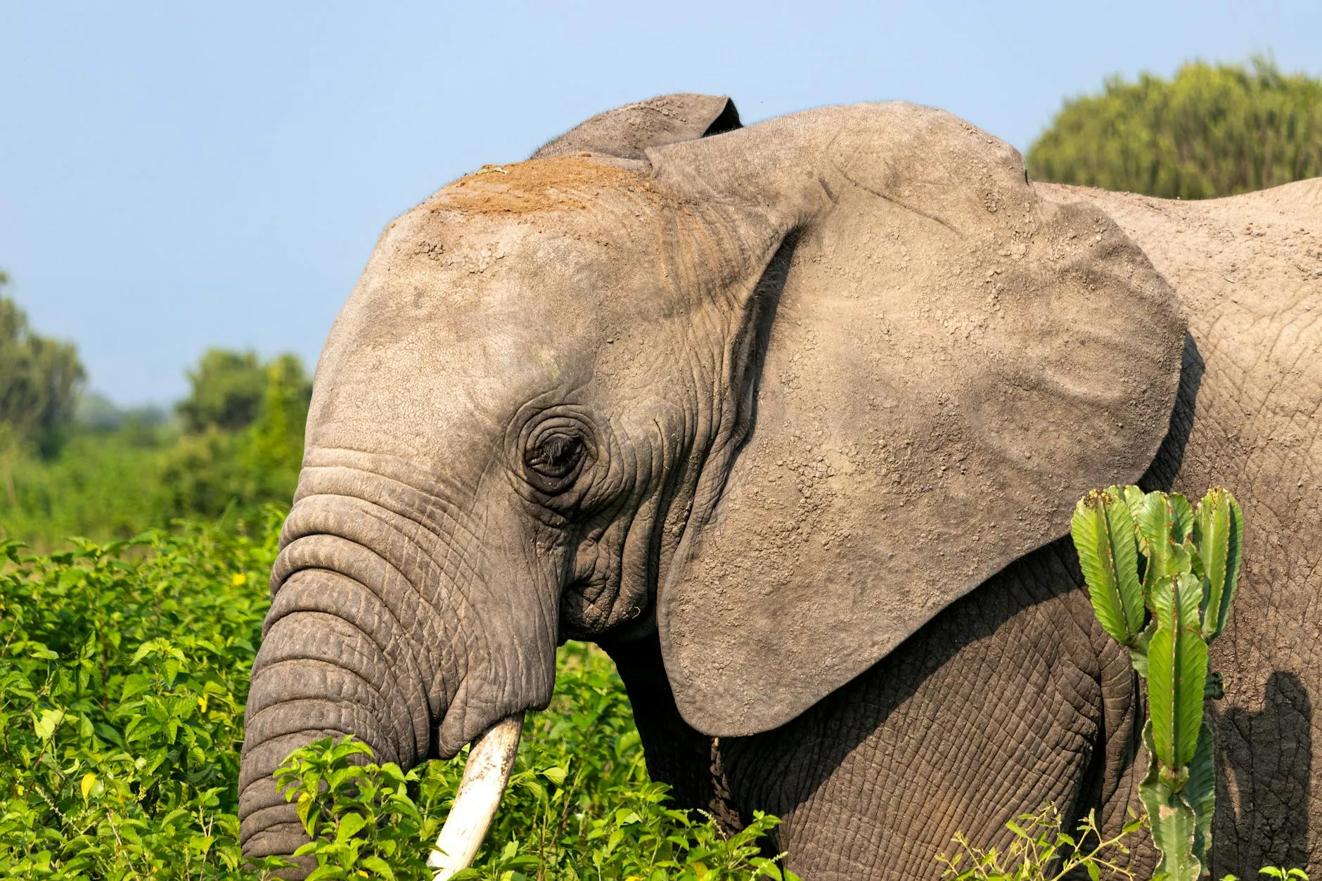 Côte d'Ivoire — West African wildlife & forest