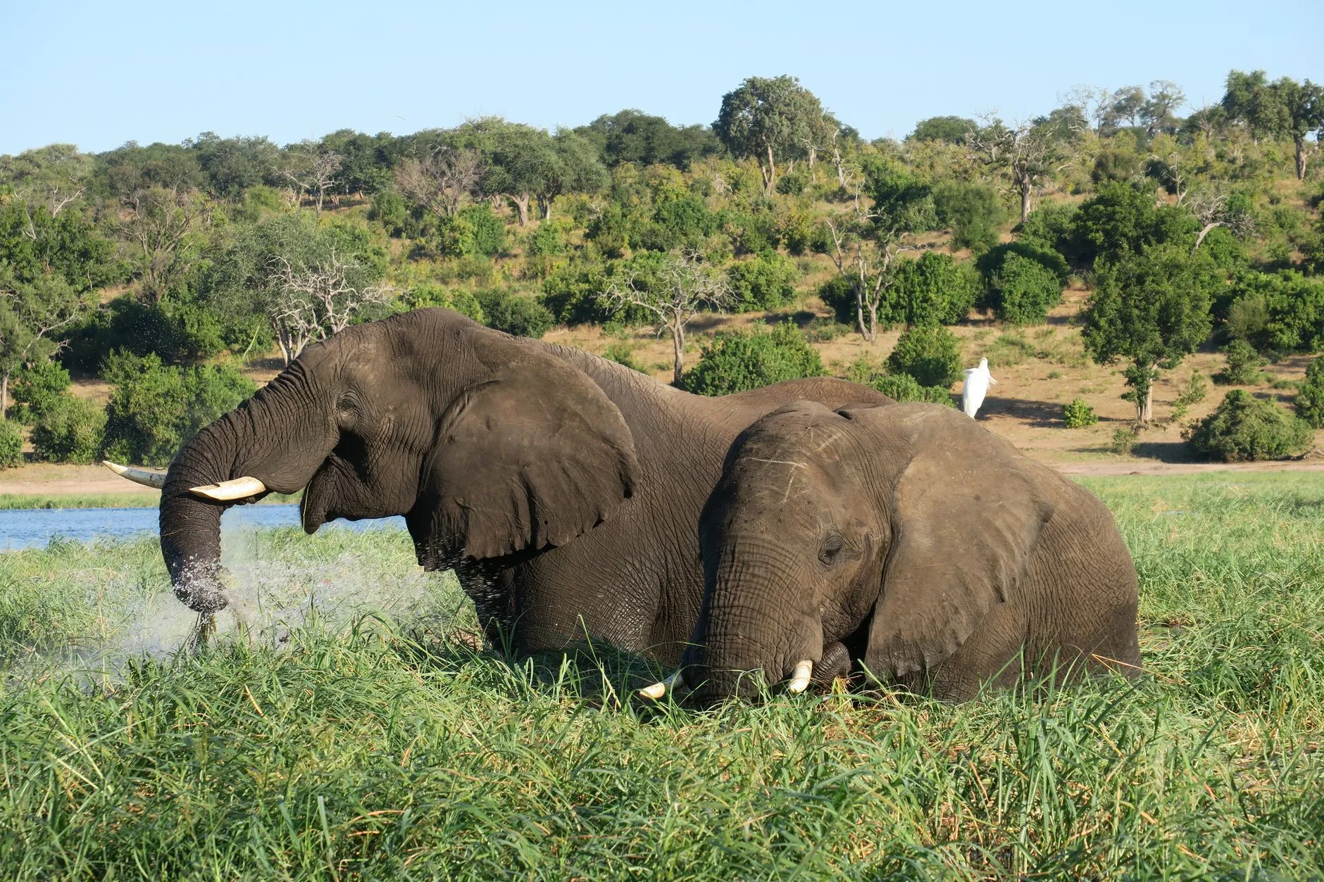 African elephants bathing at a river’s edge