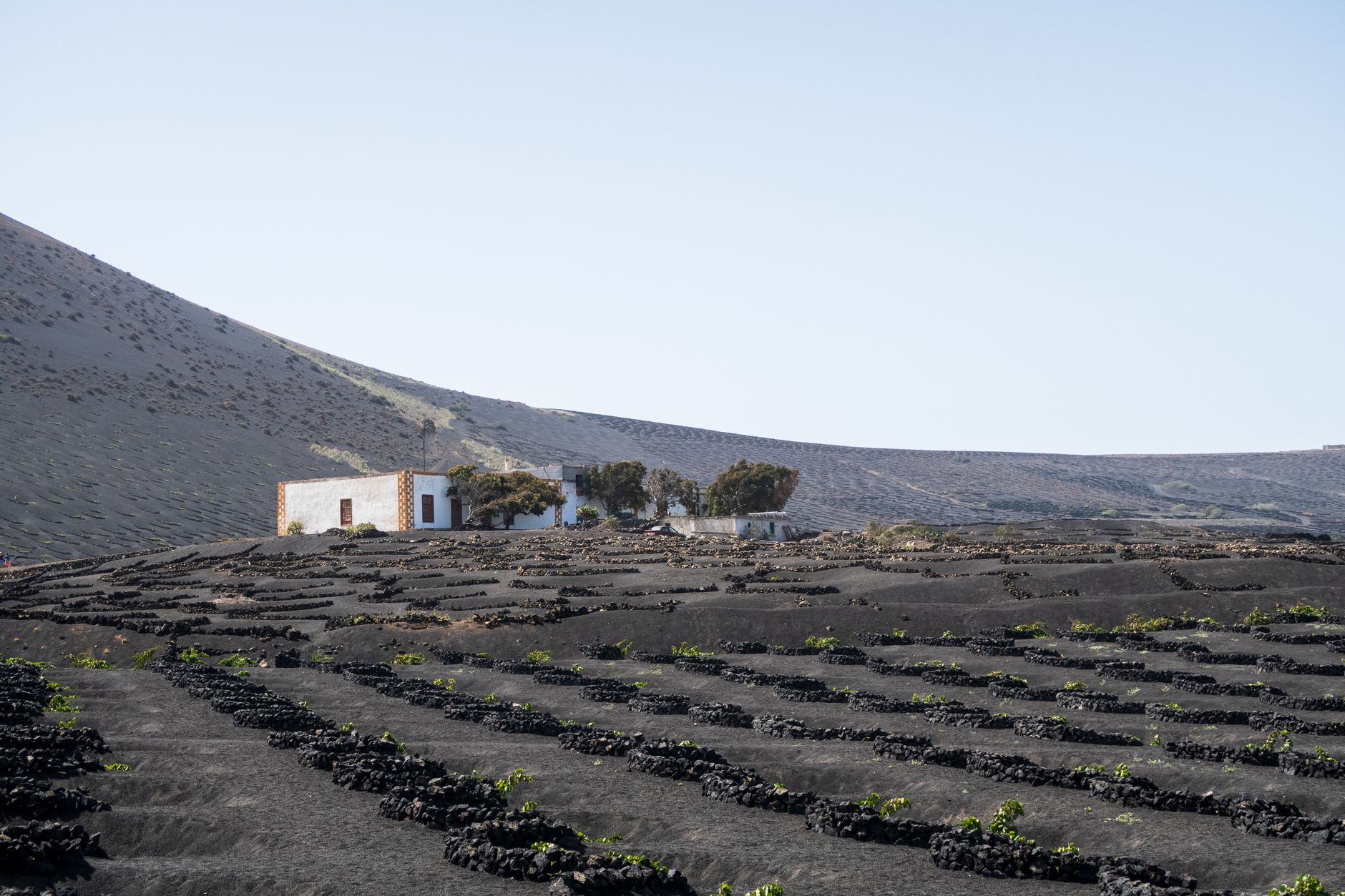 Lanzarote, Canary Islands — Captivating vineyard set against volcanic landscapes in Lanzarote, Canary Islands.