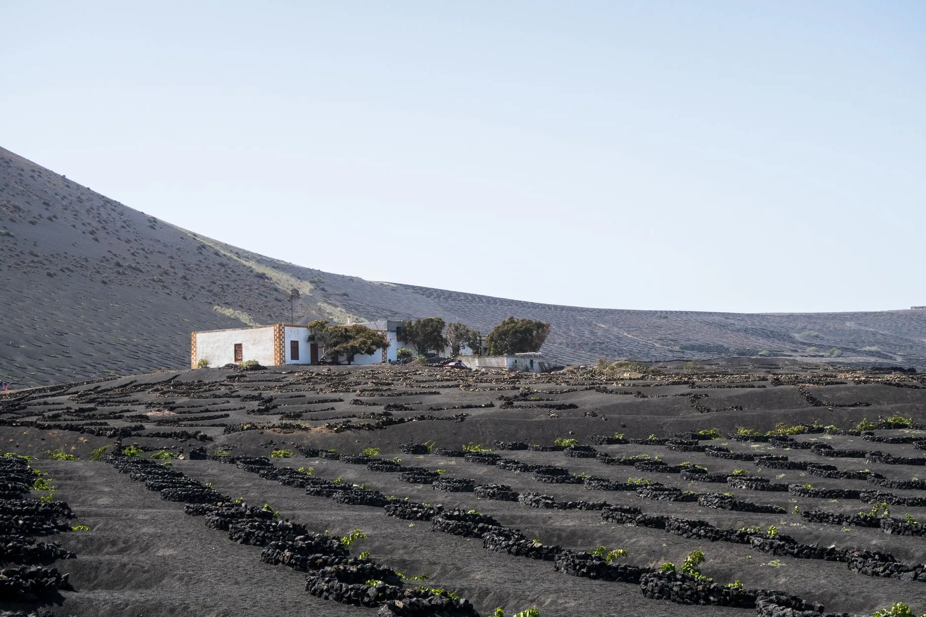 Lanzarote, Canary Islands — Captivating vineyard set against volcanic landscapes in Lanzarote, Canary Islands.