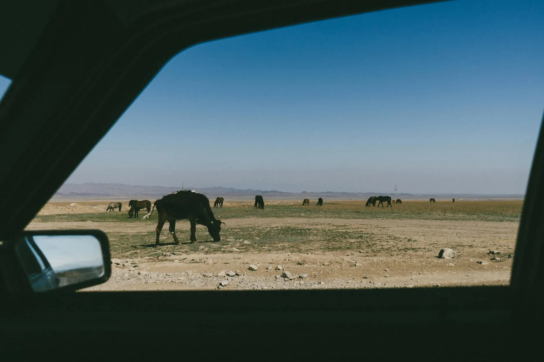 Aktobe, Kazakhstan — View of cows grazing in Kazakhstan's plains through a car window under a clear blue sky.