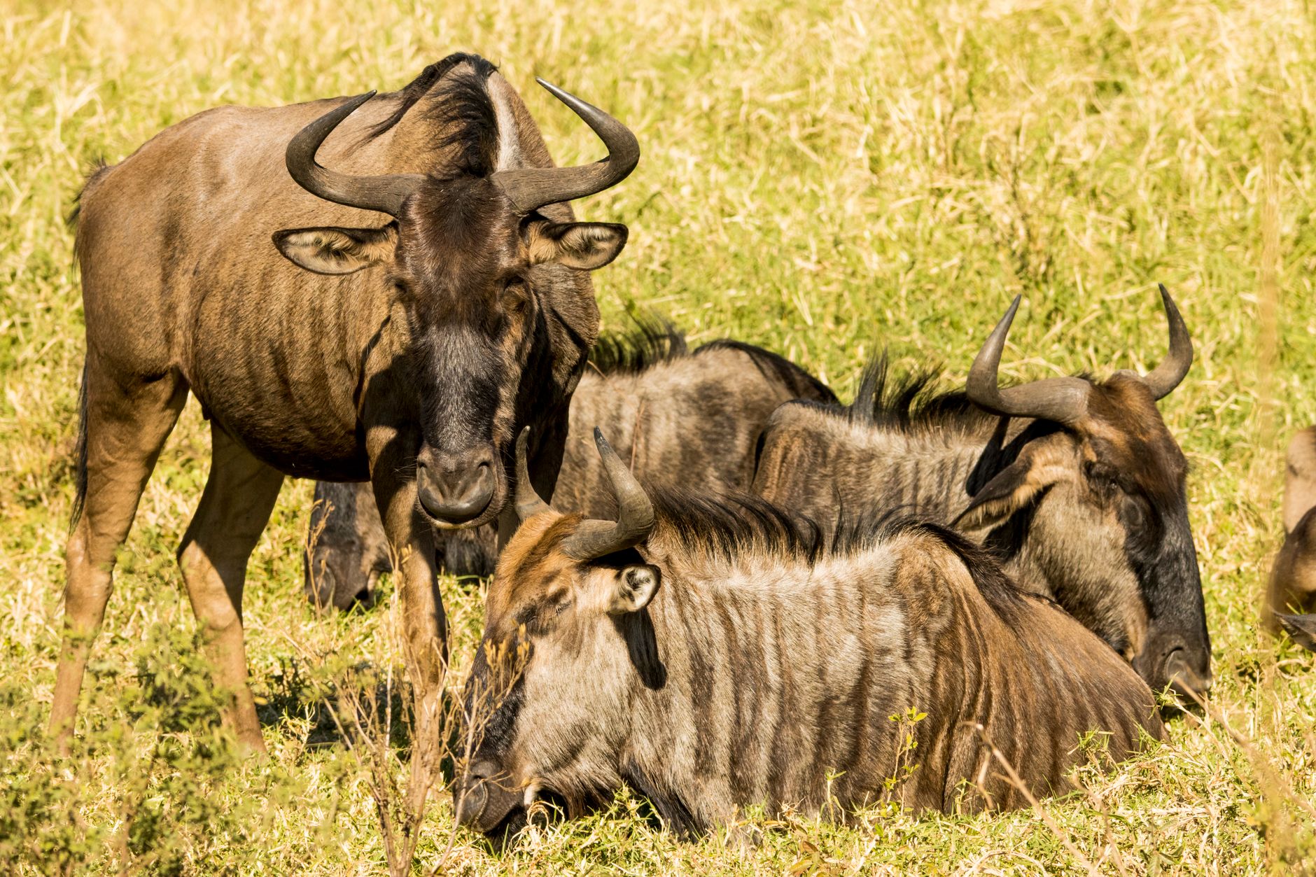 Kenya — savanna wildlife