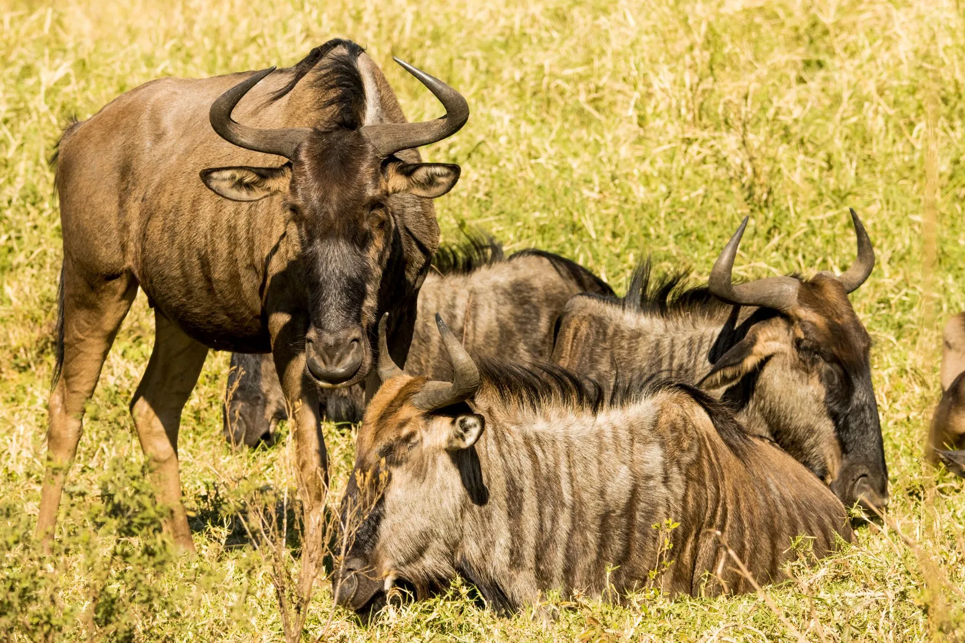 Kenya — savanna wildlife