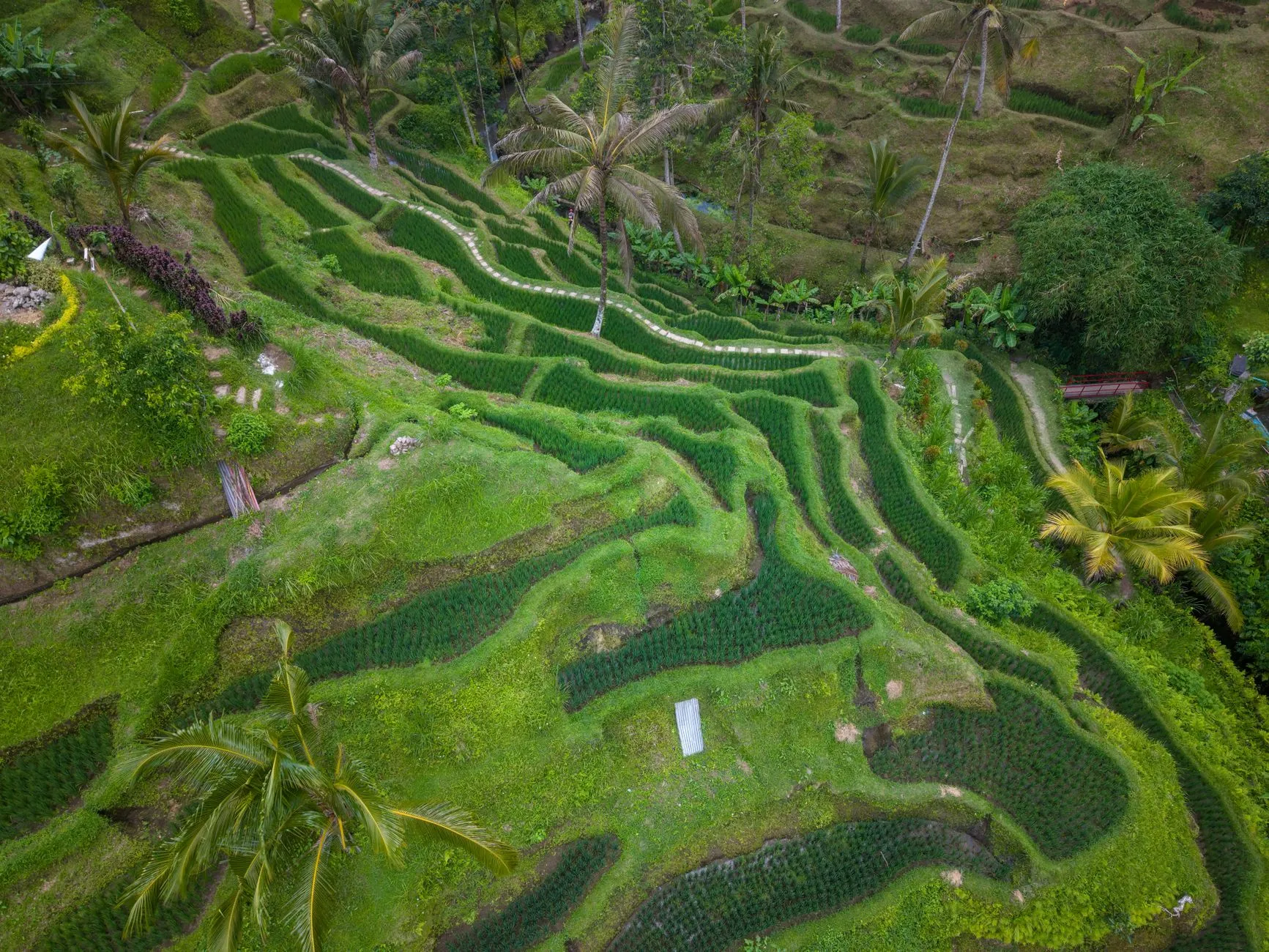 Bali, Indonesia — rice terraces