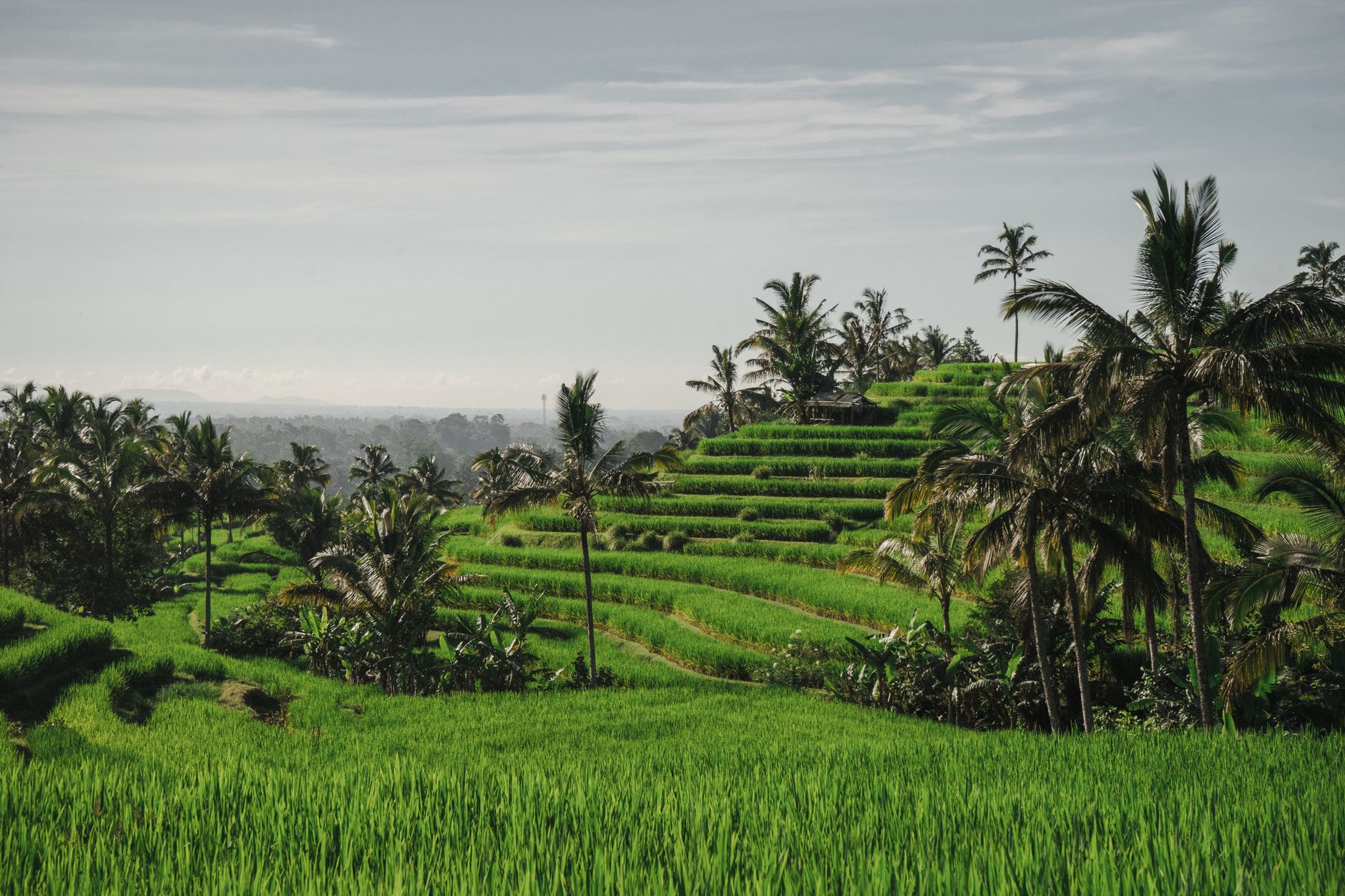 Bali, Indonesia — terraced rice fields and palms