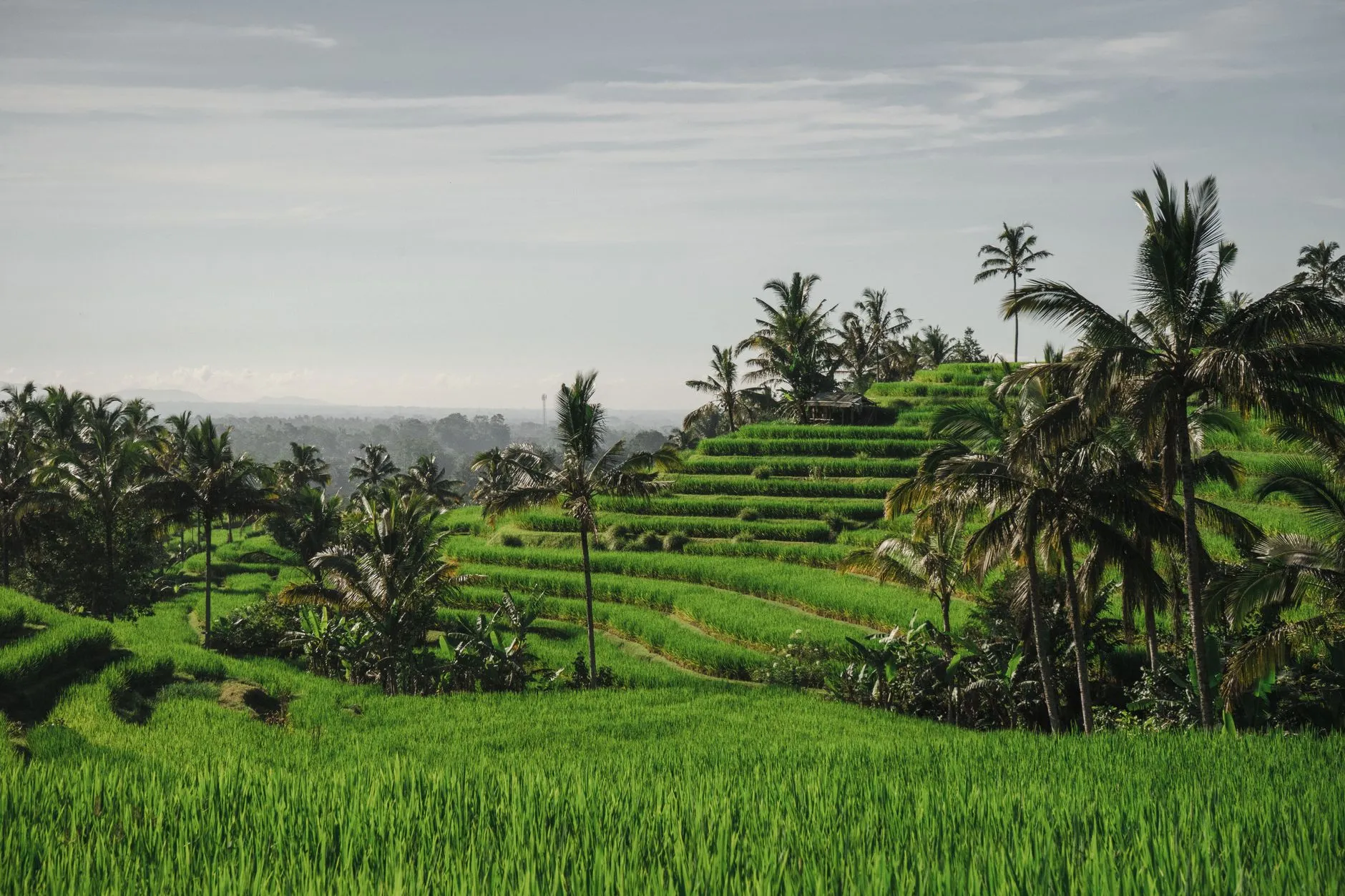 Bali, Indonesia — terraced rice fields and palms