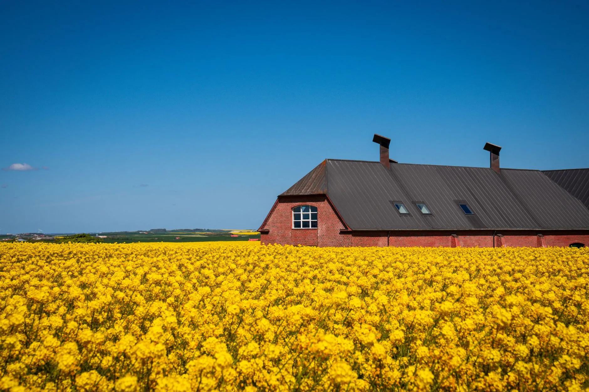 Billund, Denmark — Jutland countryside, rapeseed fields in spring