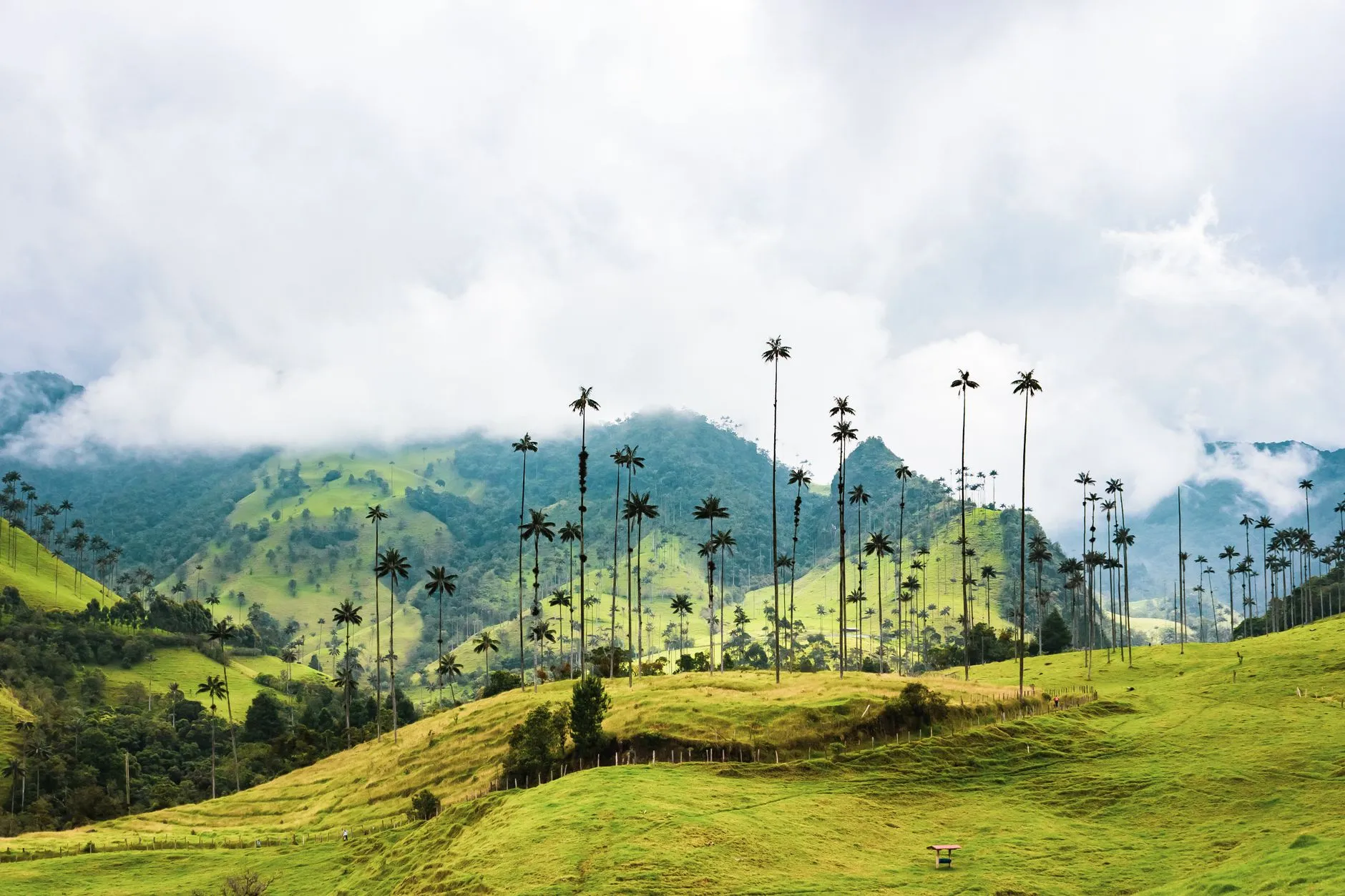 Colombia — Beautiful view of the Valle de Cocora with iconic wax palms and lush green hills in Colombia.