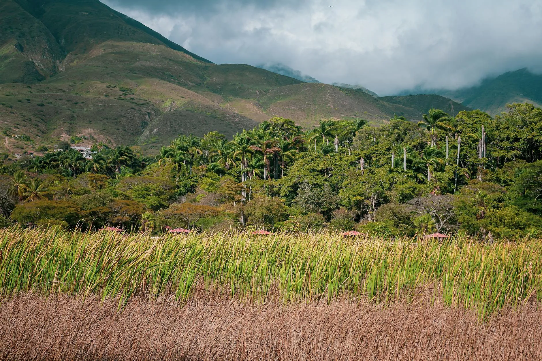 Venezuela — Mérida Andes verdant landscape
