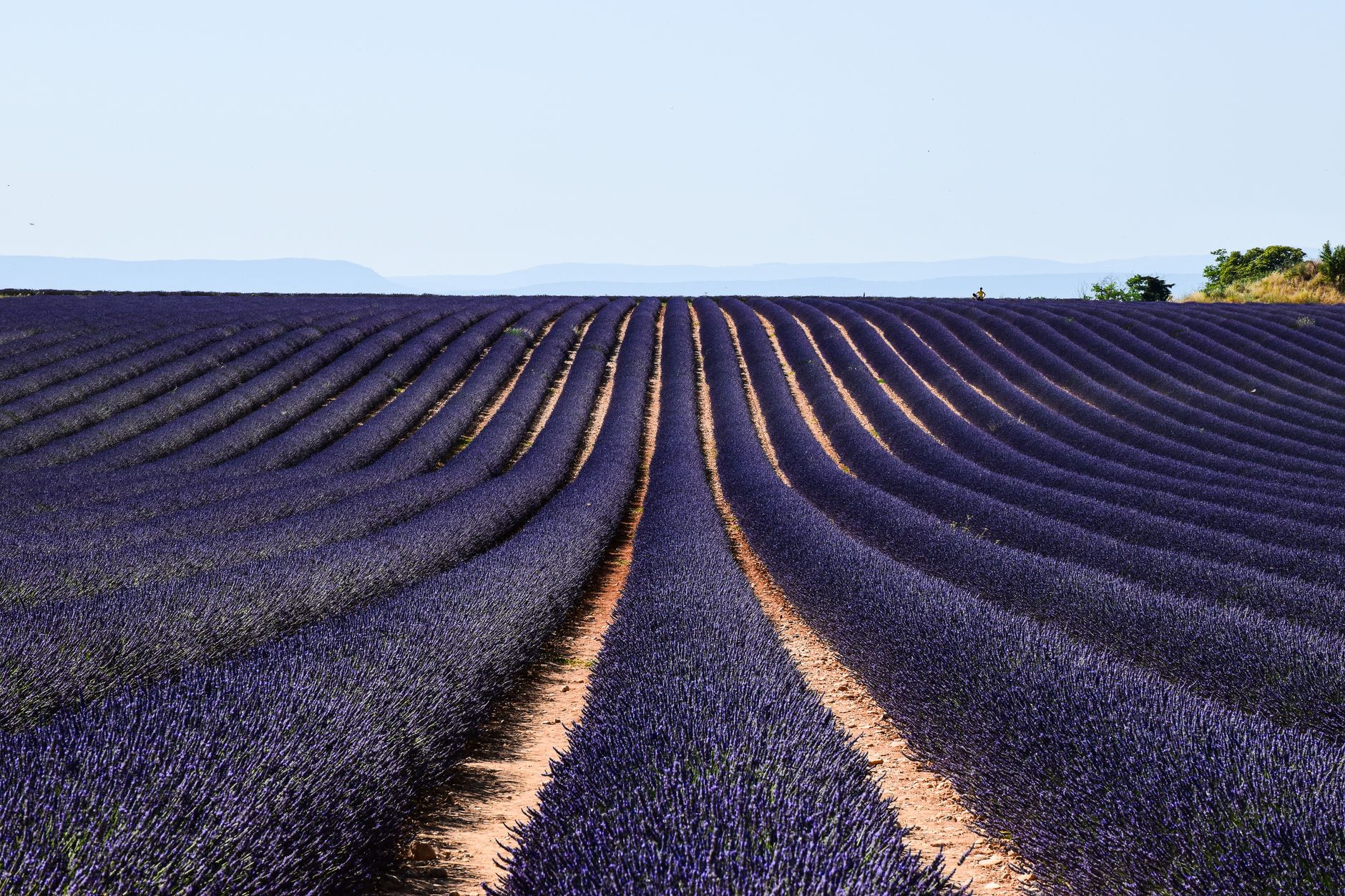 France — Vast lavender fields under clear blue skies in Provence, France during summer.