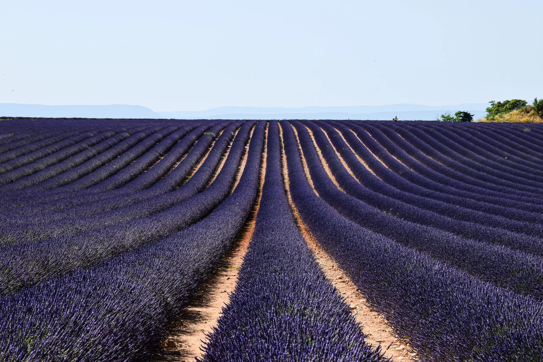 France — Vast lavender fields under clear blue skies in Provence, France during summer.