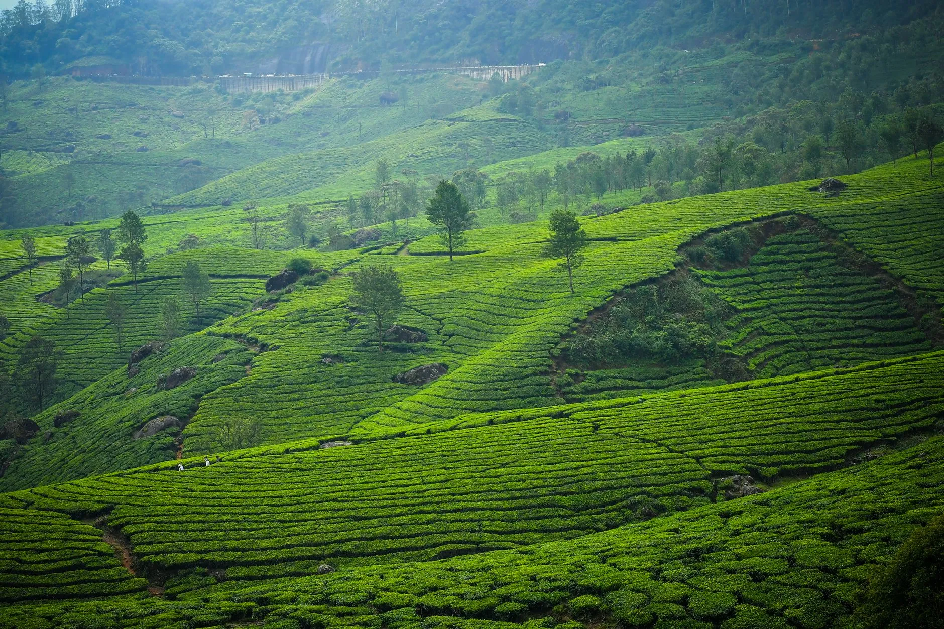 Kerala — Scenic view of lush green tea plantations in Munnar, Kerala, India, showing rolling hills and vibrant greenery.