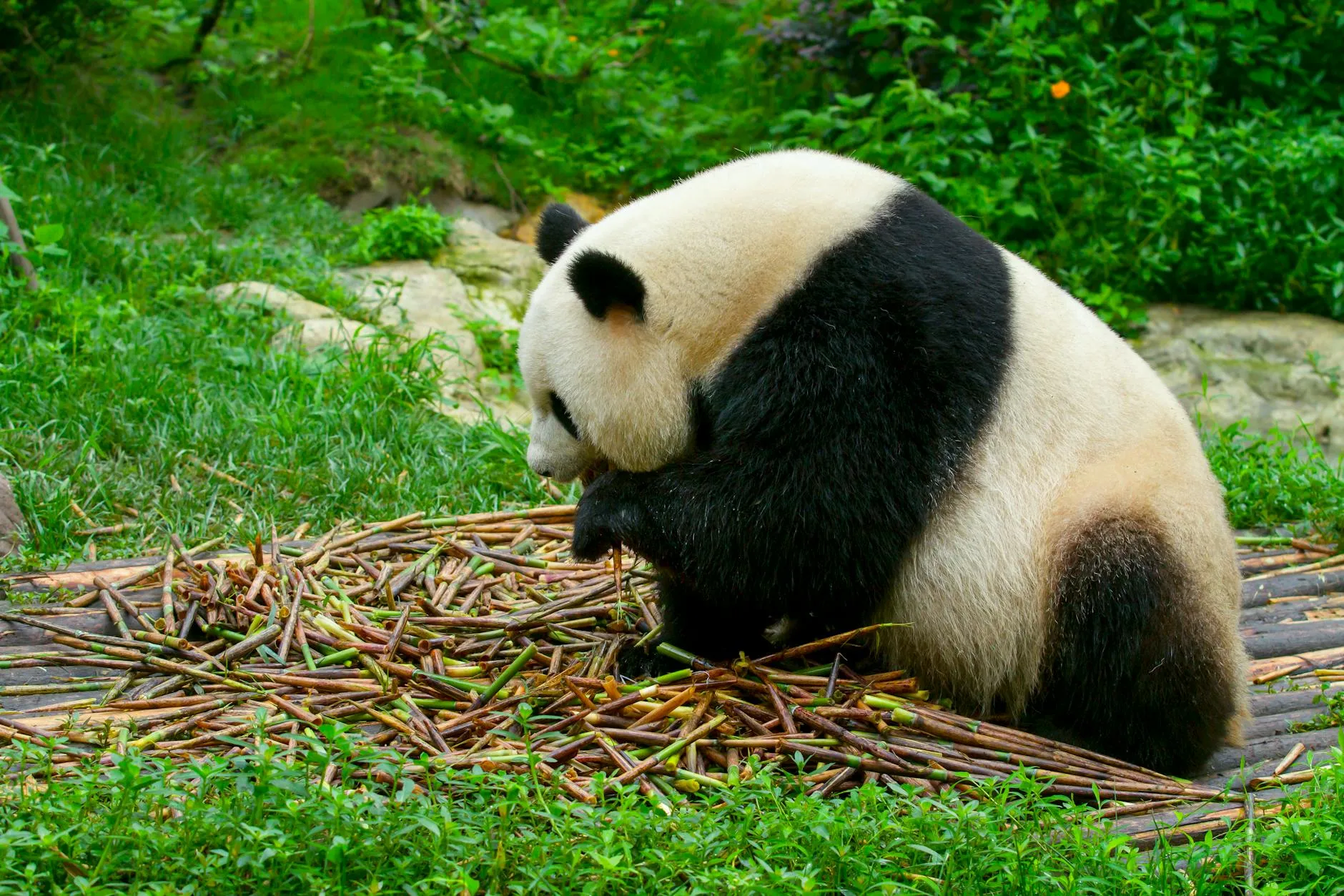 Chengdu, China — giant panda