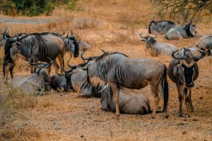 Stockholm to Dar es Salaam, Tanzania from €608