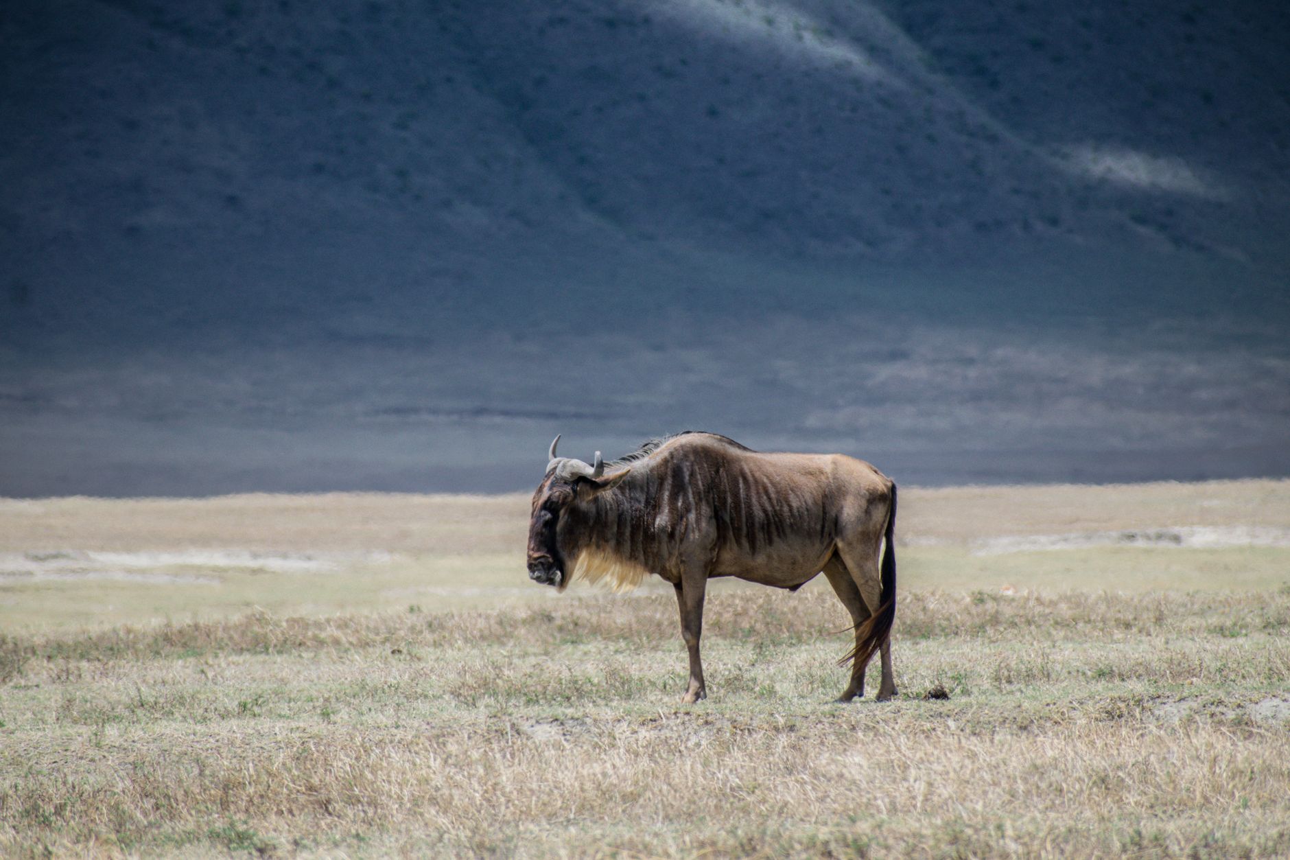 Tanzania — Serengeti safari wildlife