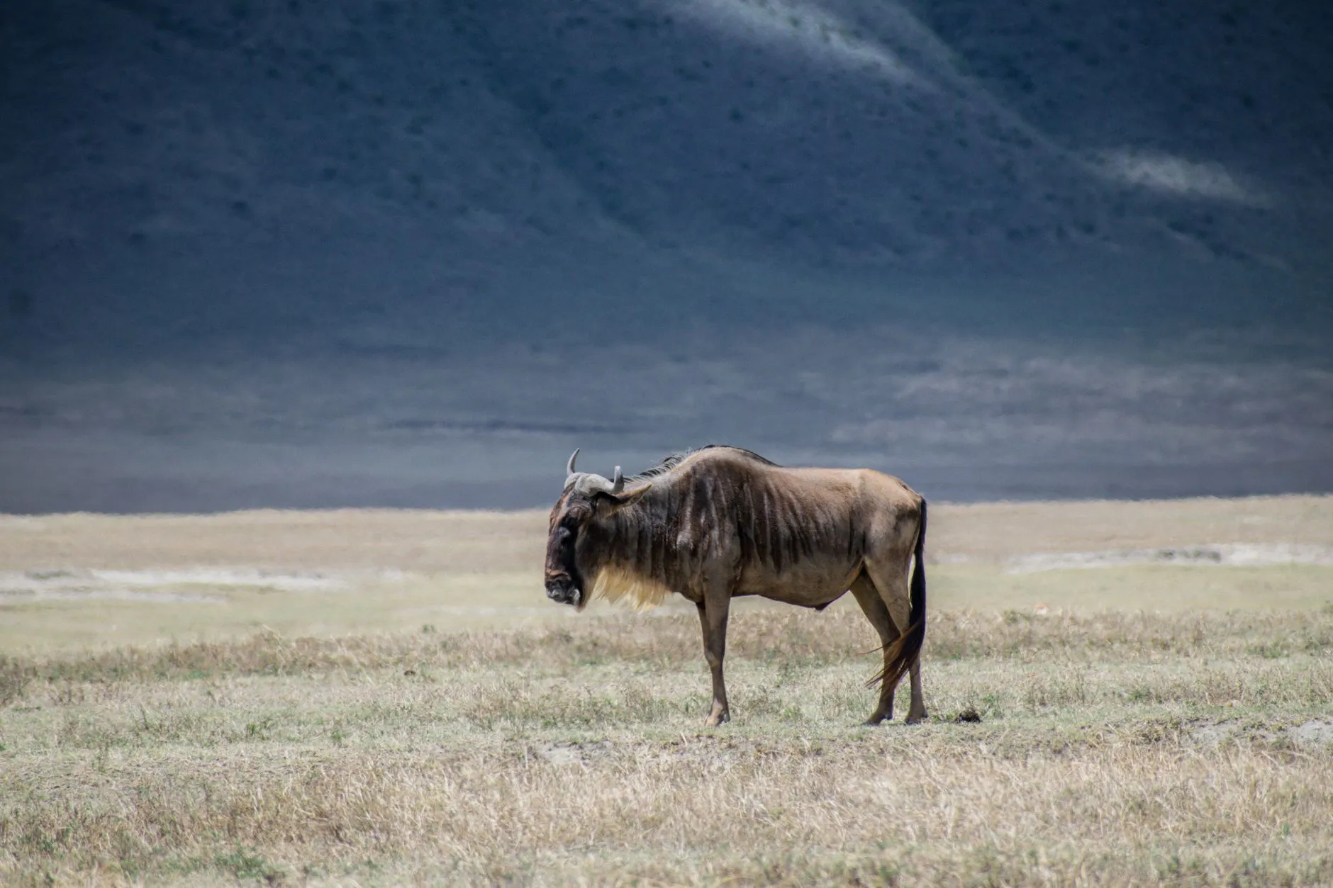 Tanzania — Serengeti safari wildlife