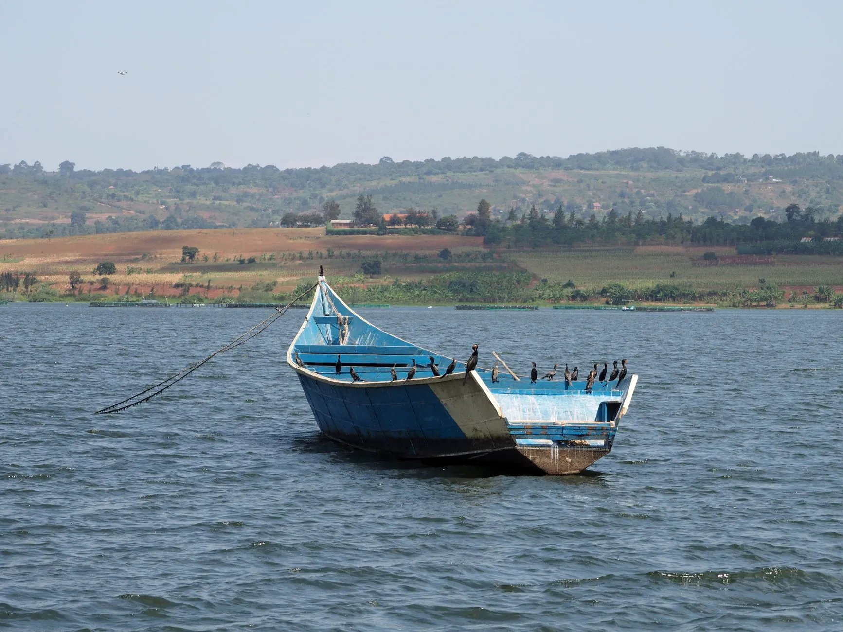 Uganda — Lake Victoria / savanna wildlife in daylight