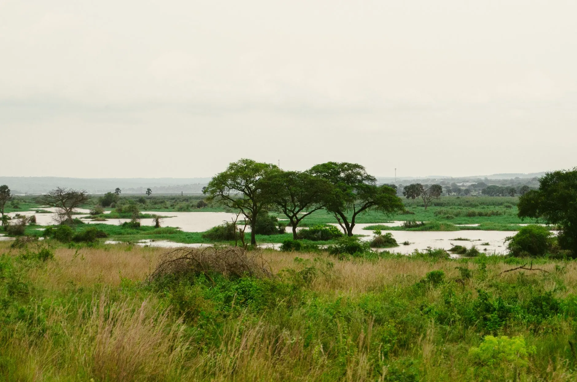 Uganda — Lush greenery and river view in Murchison Falls National Park, Uganda.