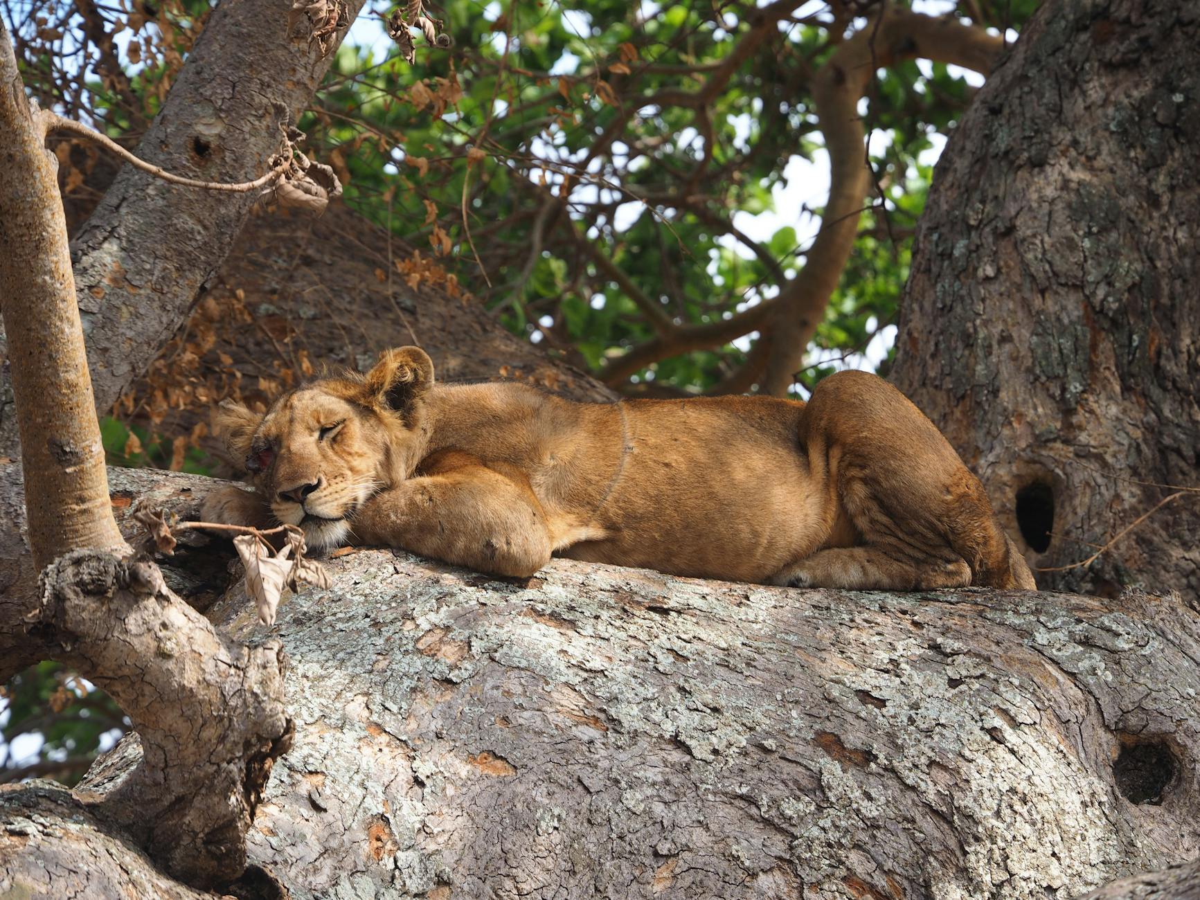 Uganda — East African wildlife & landscape