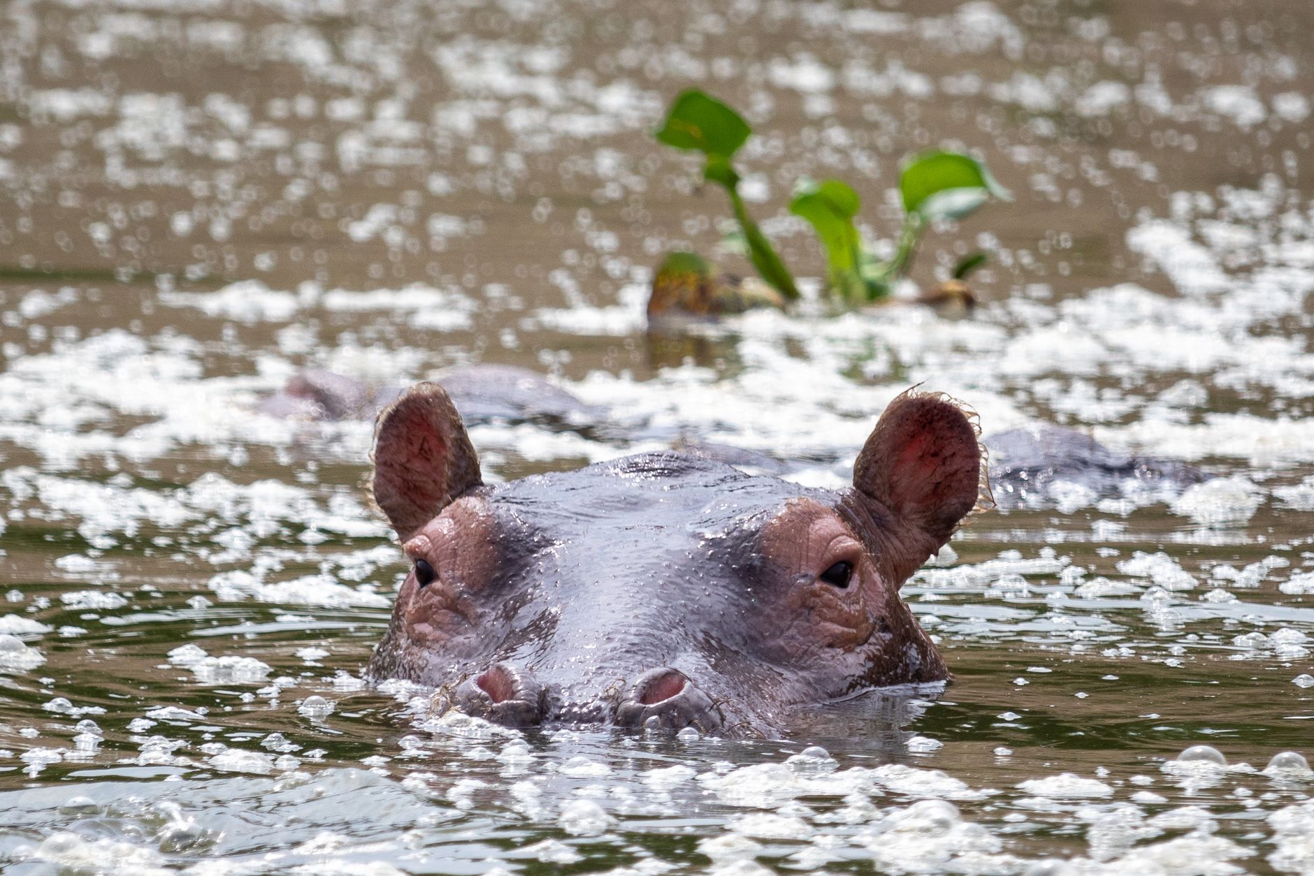 Uganda — savanna / lakes wildlife in daylight