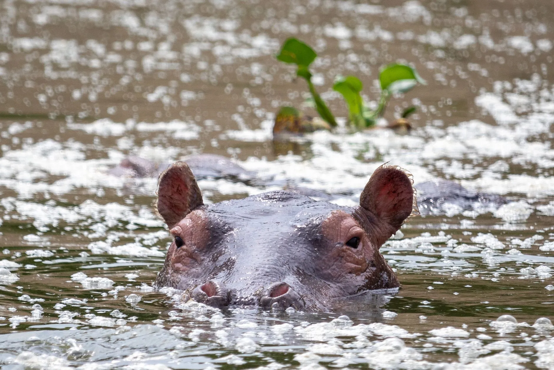 Uganda — savanna / lakes wildlife in daylight