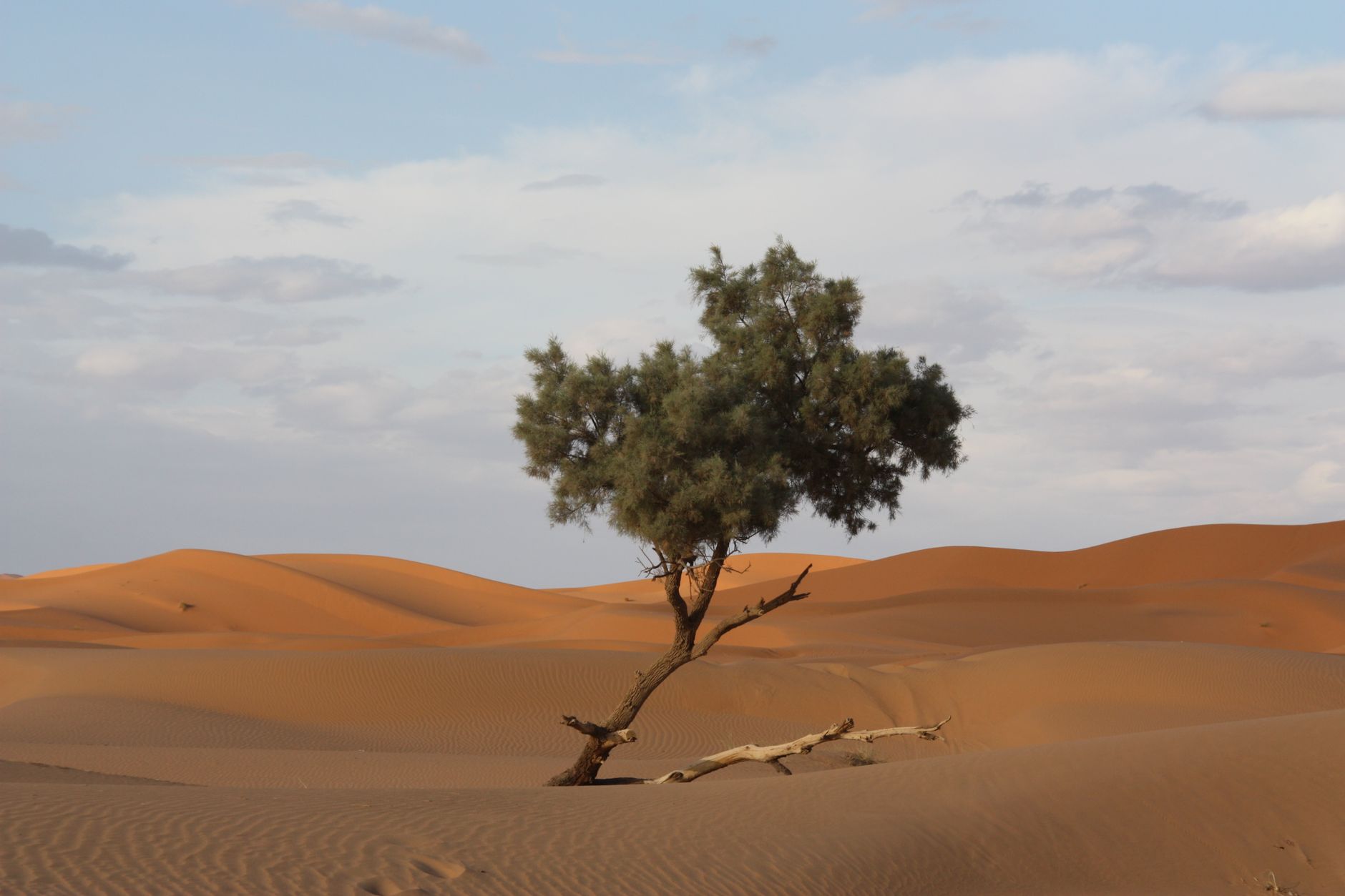 Errachidia, Morocco — A solitary tree stands amidst the vast dunes of the Sahara Desert in Merzouga, Morocco.