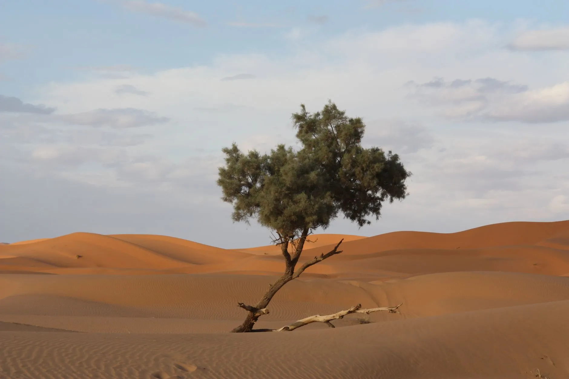 Errachidia, Morocco — A solitary tree stands amidst the vast dunes of the Sahara Desert in Merzouga, Morocco.