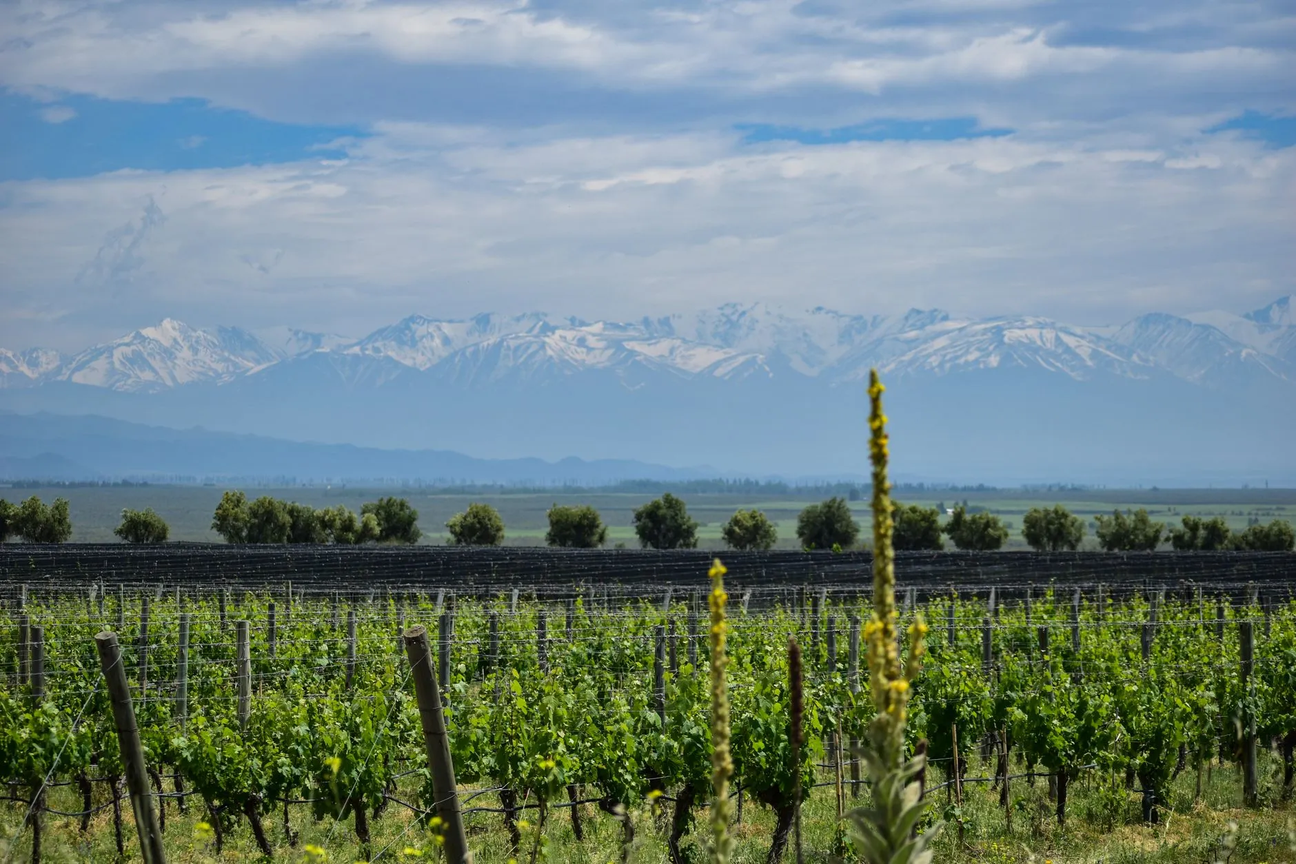 Argentina — Lush vineyards in Tunuyán, Mendoza, Argentina, with the majestic Andes mountains in the background.
