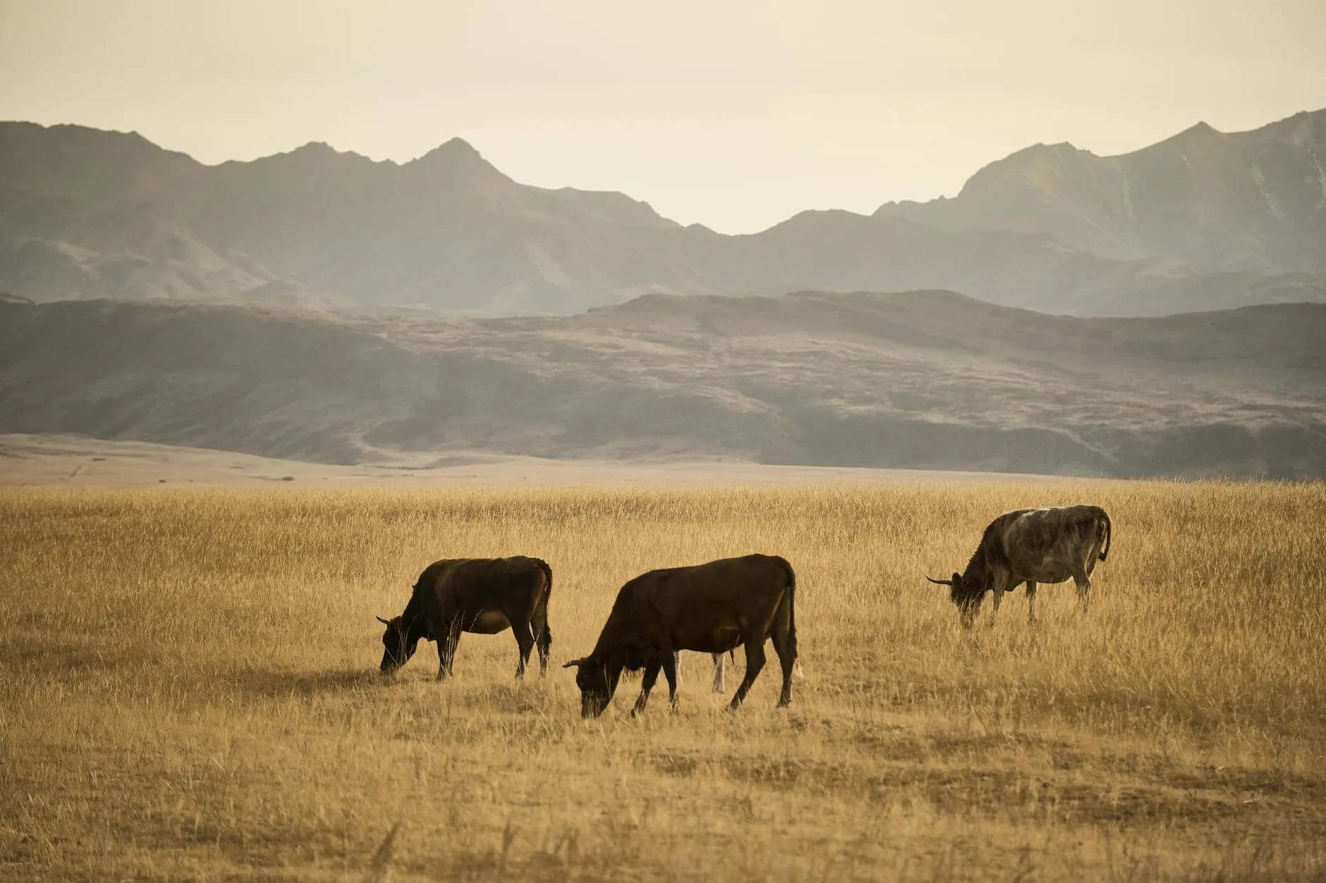 Western Kazakhstan steppe