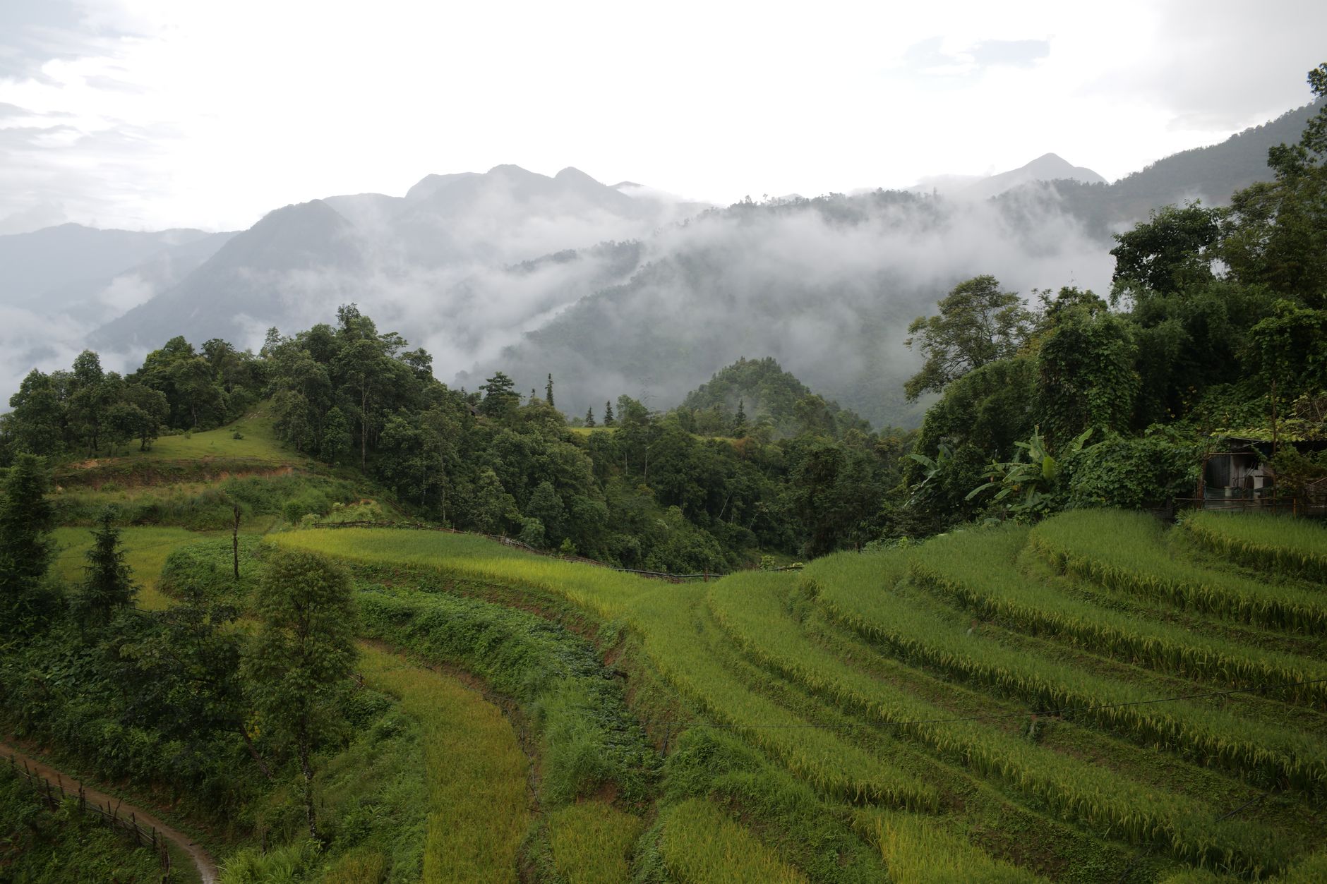 Vietnam — Lush green rice terraces in Sapa, Vietnam, under a mystical foggy sky.