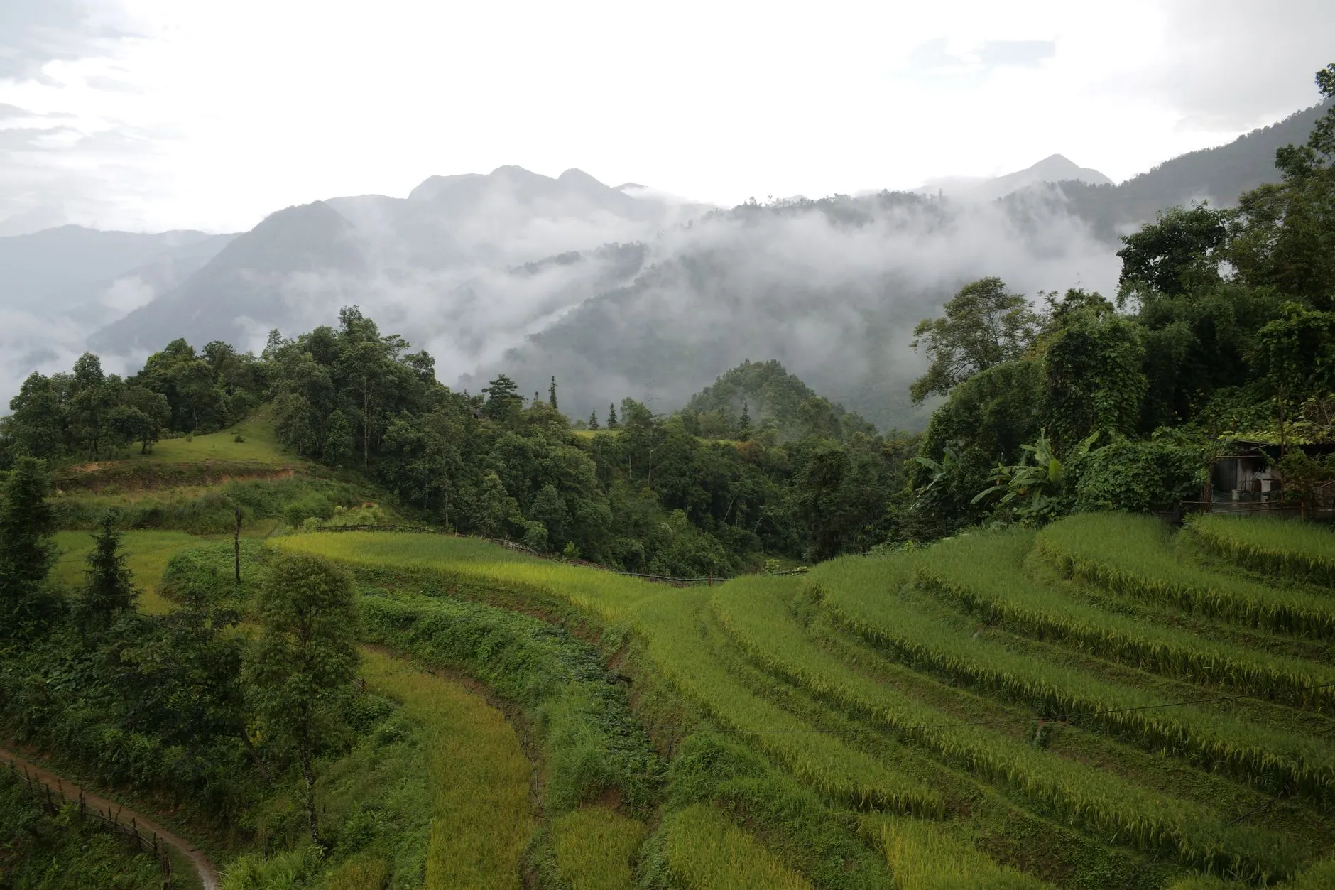 Vietnam — Lush green rice terraces in Sapa, Vietnam, under a mystical foggy sky.