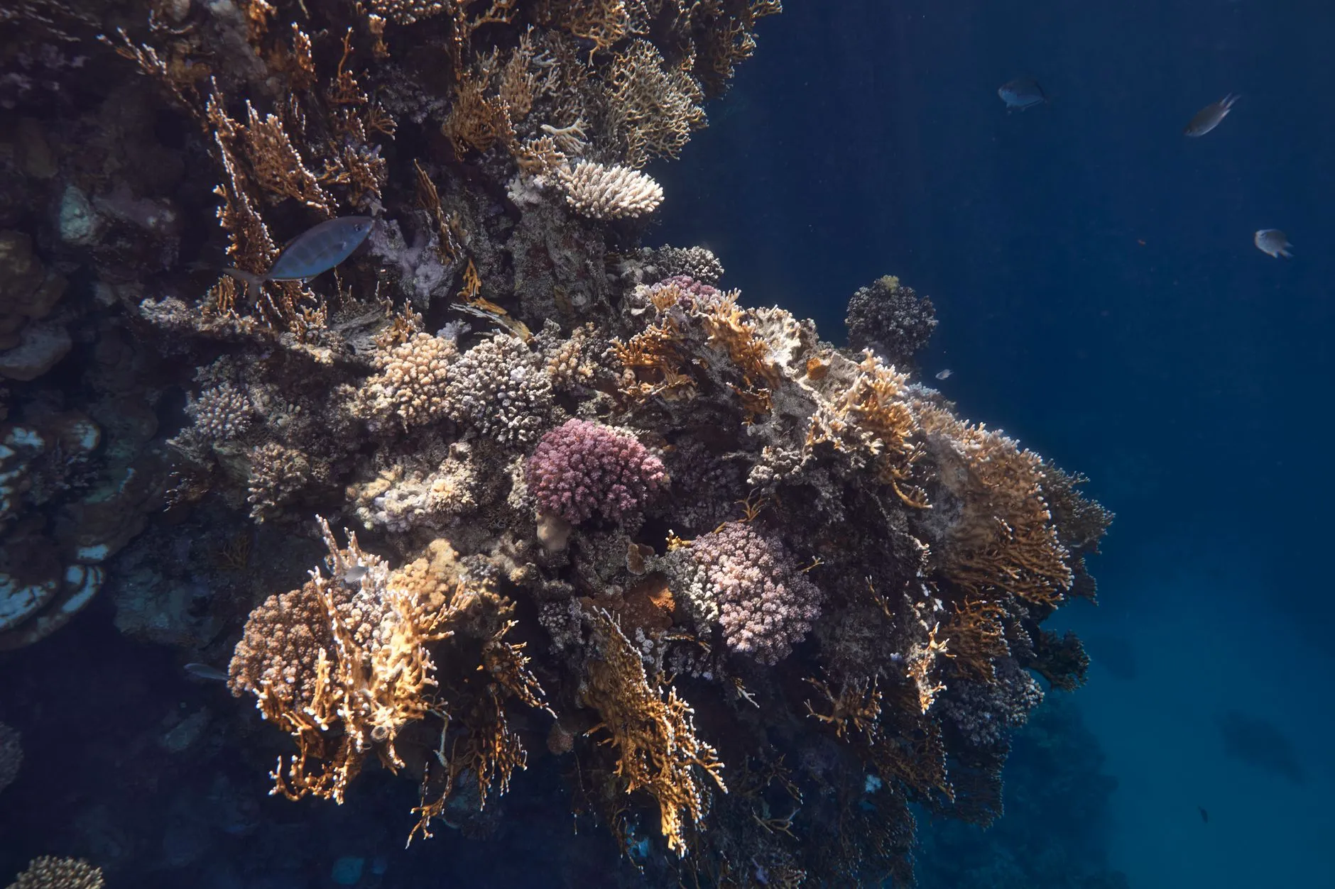 The Red Sea — Explore the colorful coral reef underwater in Marsa Alam, Egypt's Red Sea.