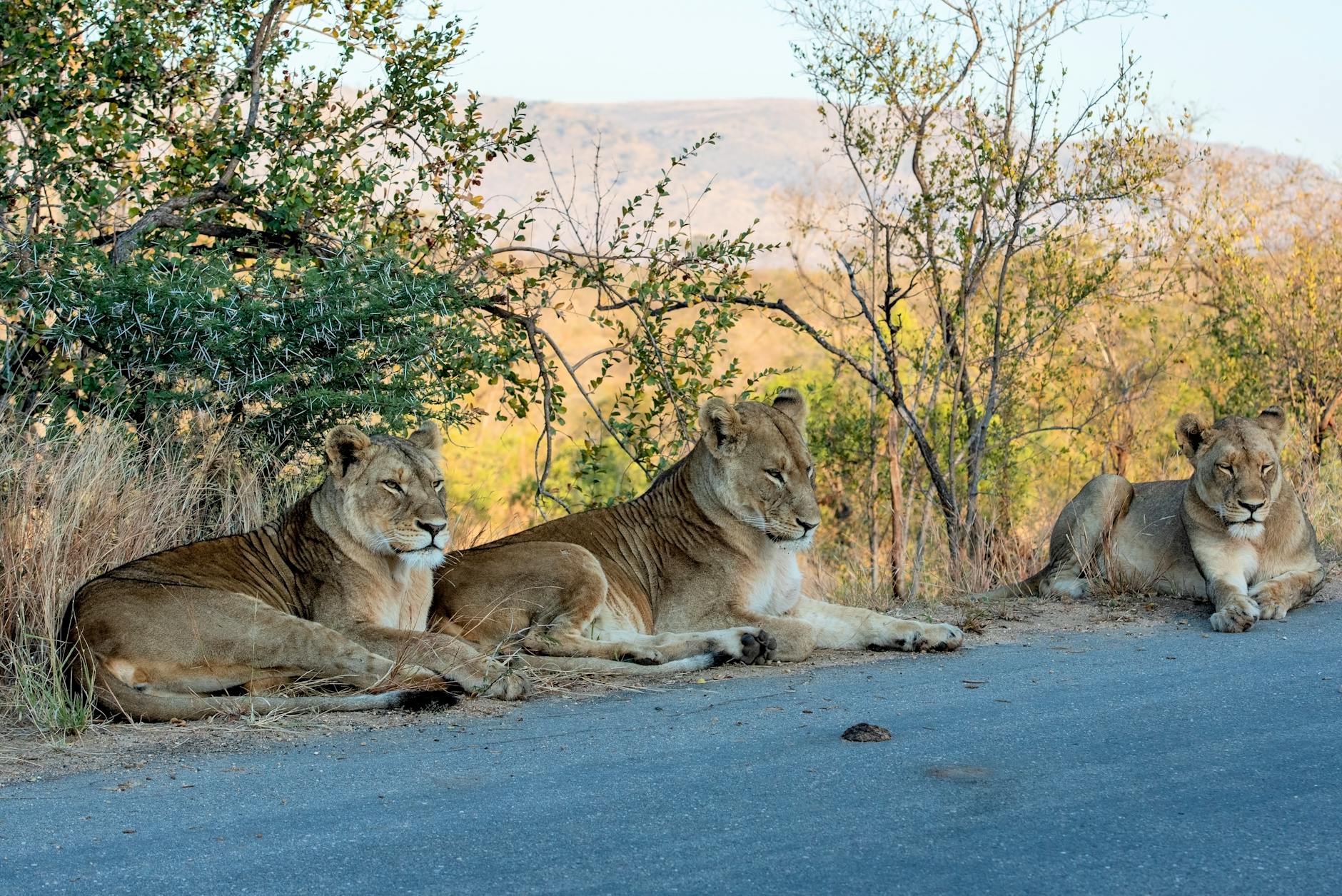 South Africa — savanna / safari wildlife