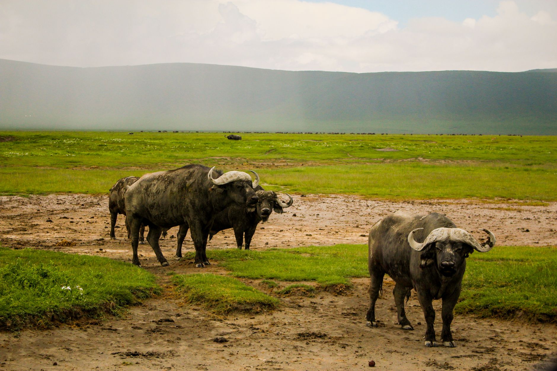 Tanzania — Majestic African buffaloes roam the savanna in Ngorongoro Crater, Tanzania.