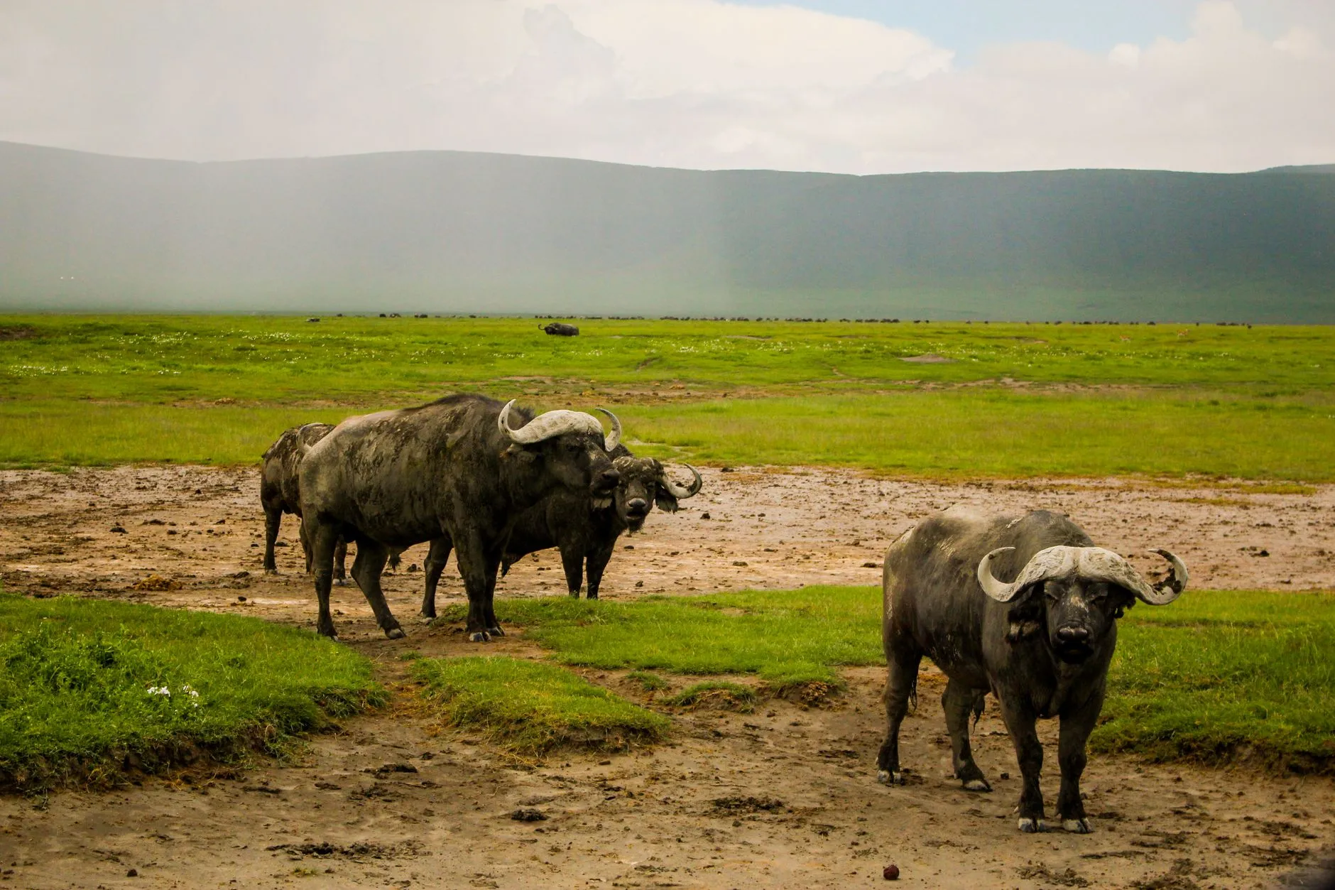 Tanzania — Majestic African buffaloes roam the savanna in Ngorongoro Crater, Tanzania.