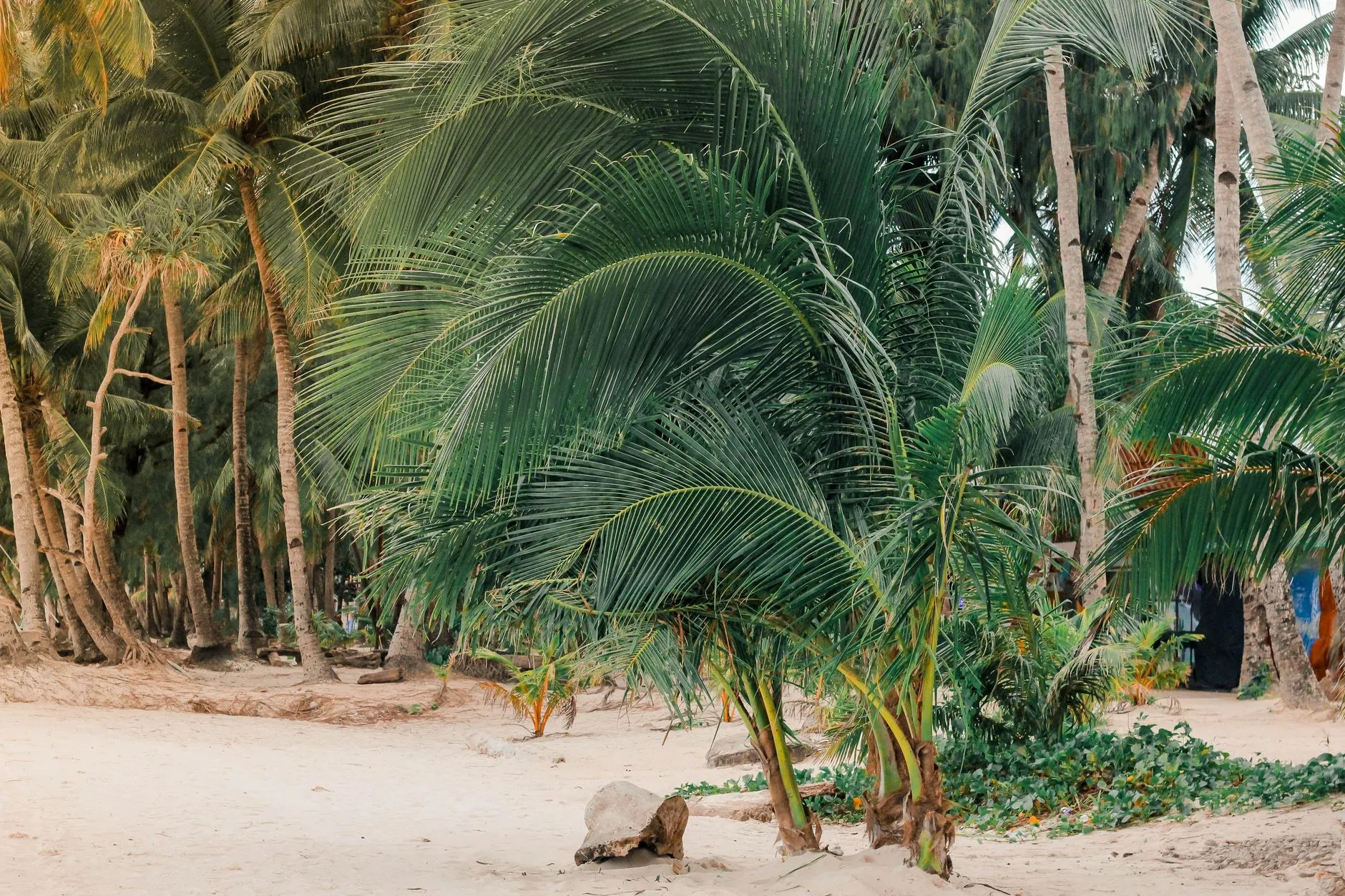 Boracay, Philippines — Lush palm trees on a sandy beach, capturing the tropical beauty of Boracay, Philippines.