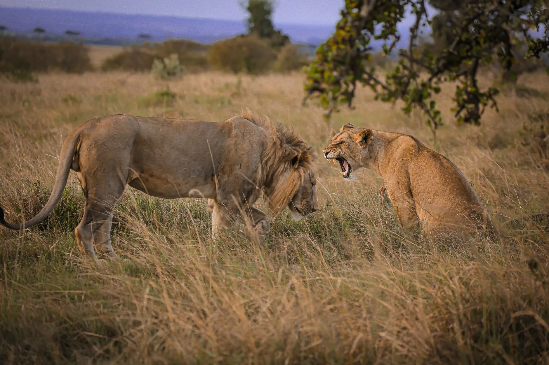 Kenya — Two lions interact in the savanna of Narok, Kenya at twilight, capturing the essence of wildlife photography.