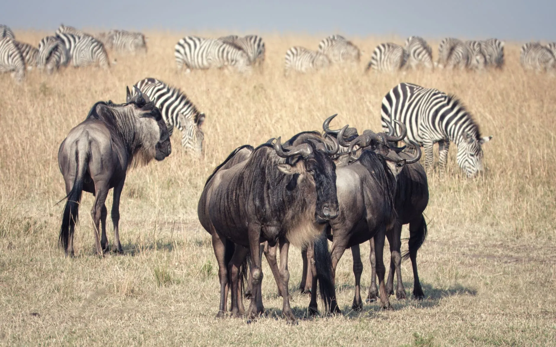 Kenya — Maasai Mara savanna wildlife