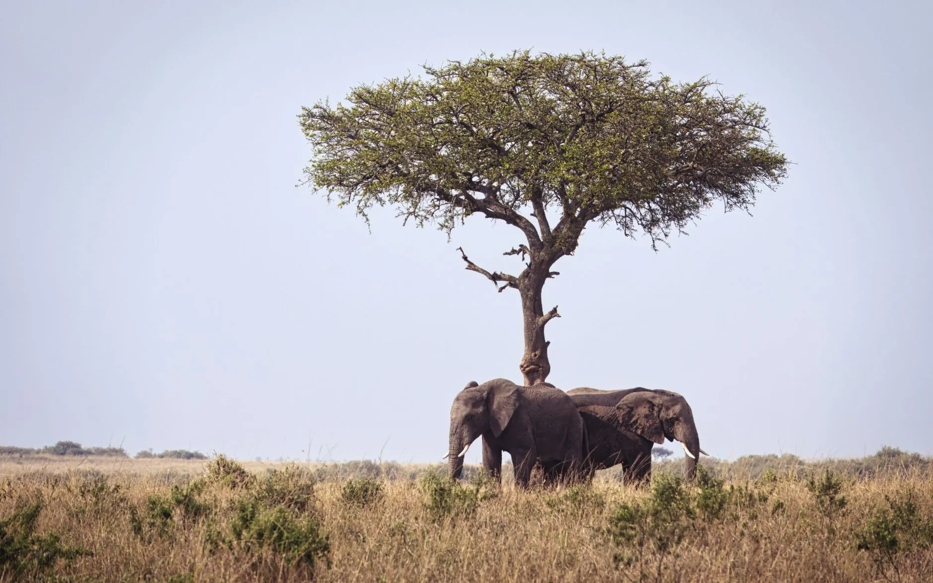 Kenya — Maasai Mara savanna wildlife