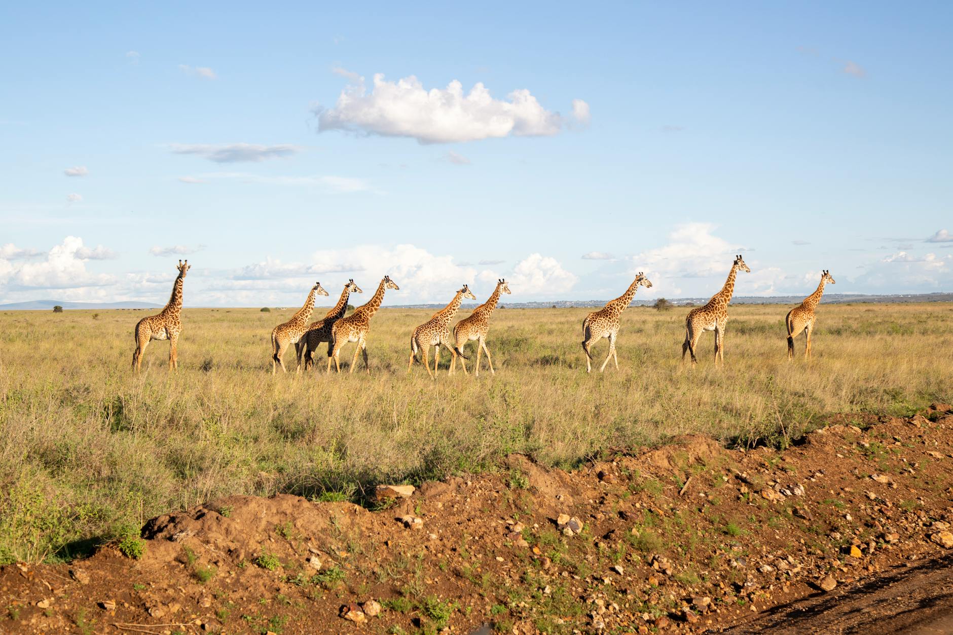 Kenya — Maasai Mara safari / savanna