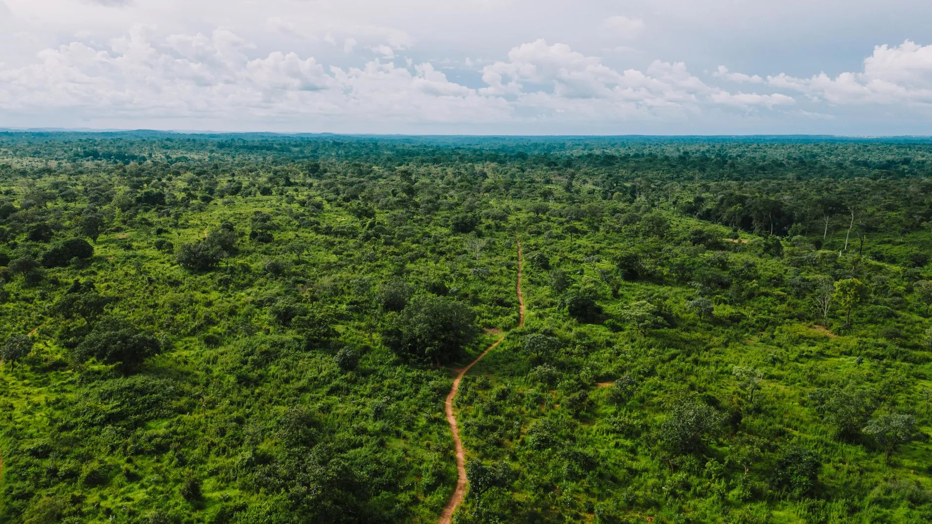 Cameroon — Central African rainforest