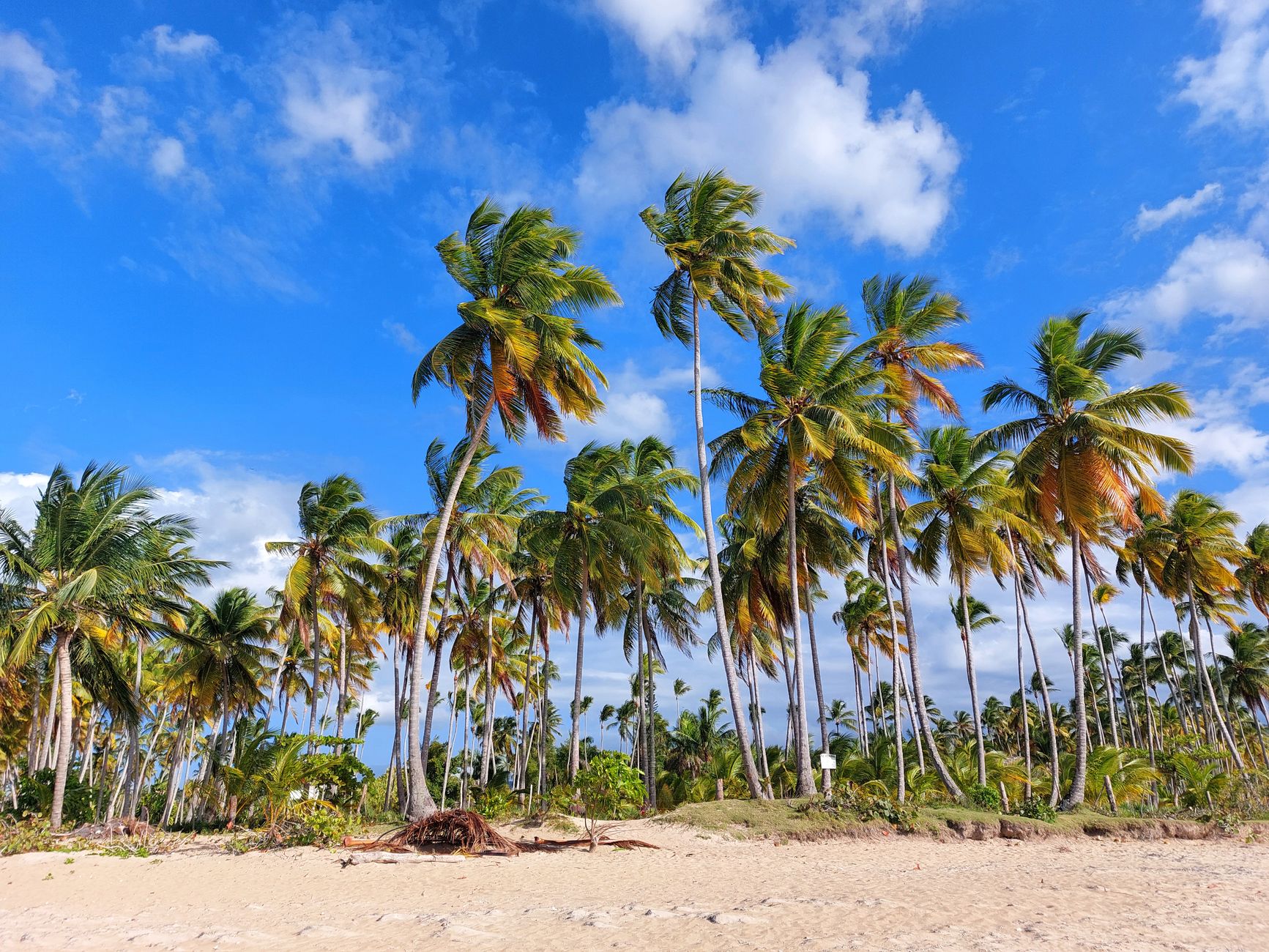 The Dominican Republic — Scenic view of palm trees and blue sky on a sandy beach in Las Terrenas, Dominican Republic.