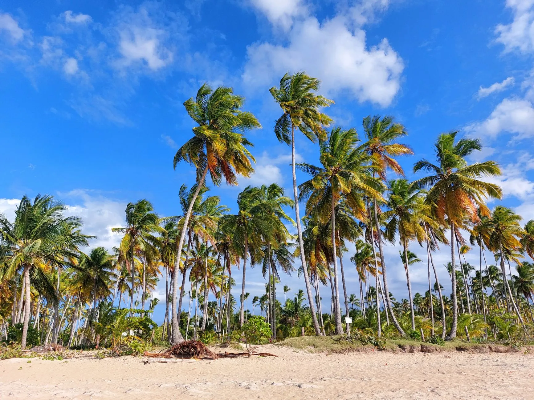 The Dominican Republic — Scenic view of palm trees and blue sky on a sandy beach in Las Terrenas, Dominican Republic.