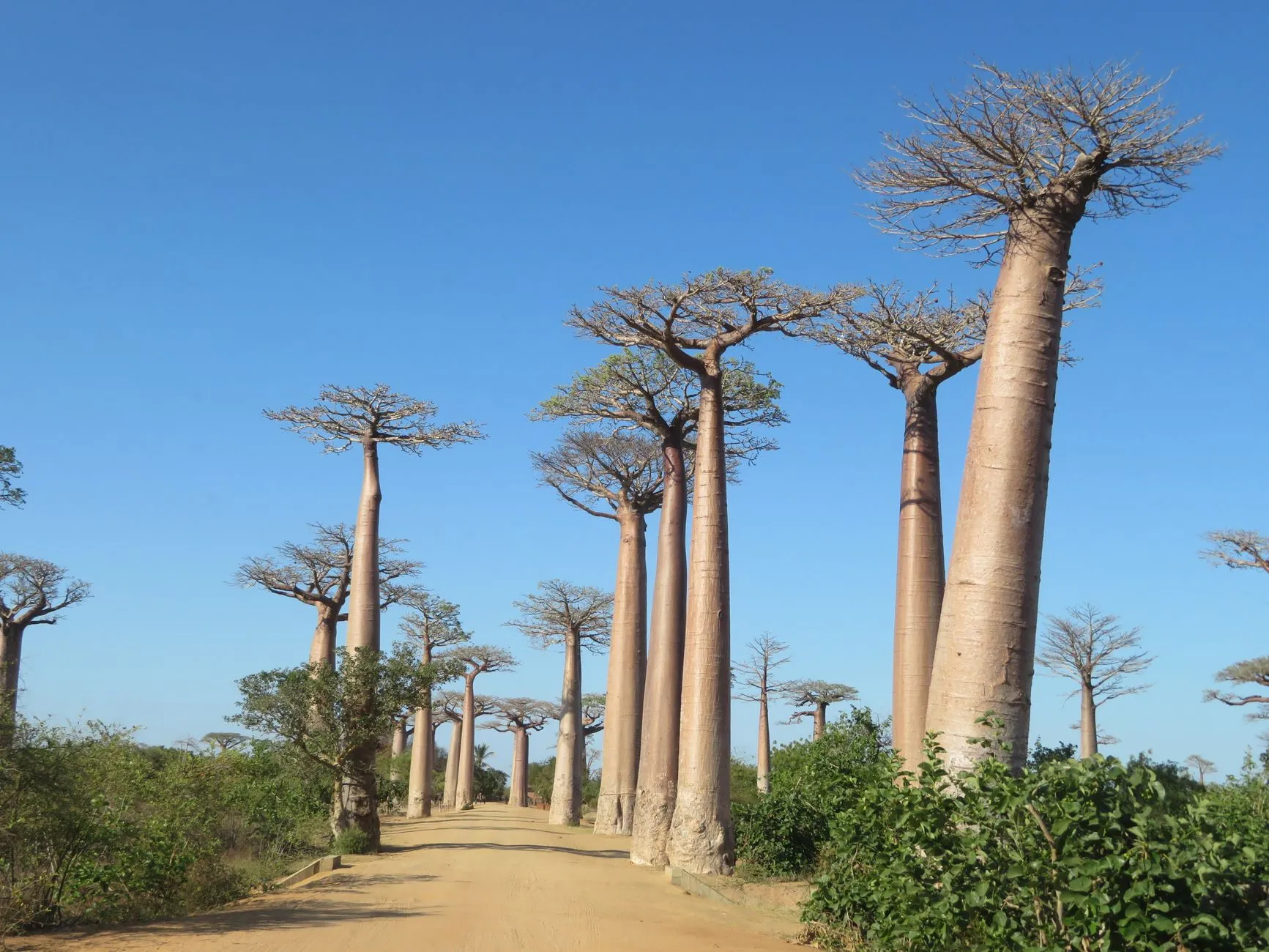 Madagascar — Stunning view of towering baobab trees framing a sandy road under a clear blue sky in Madagascar.