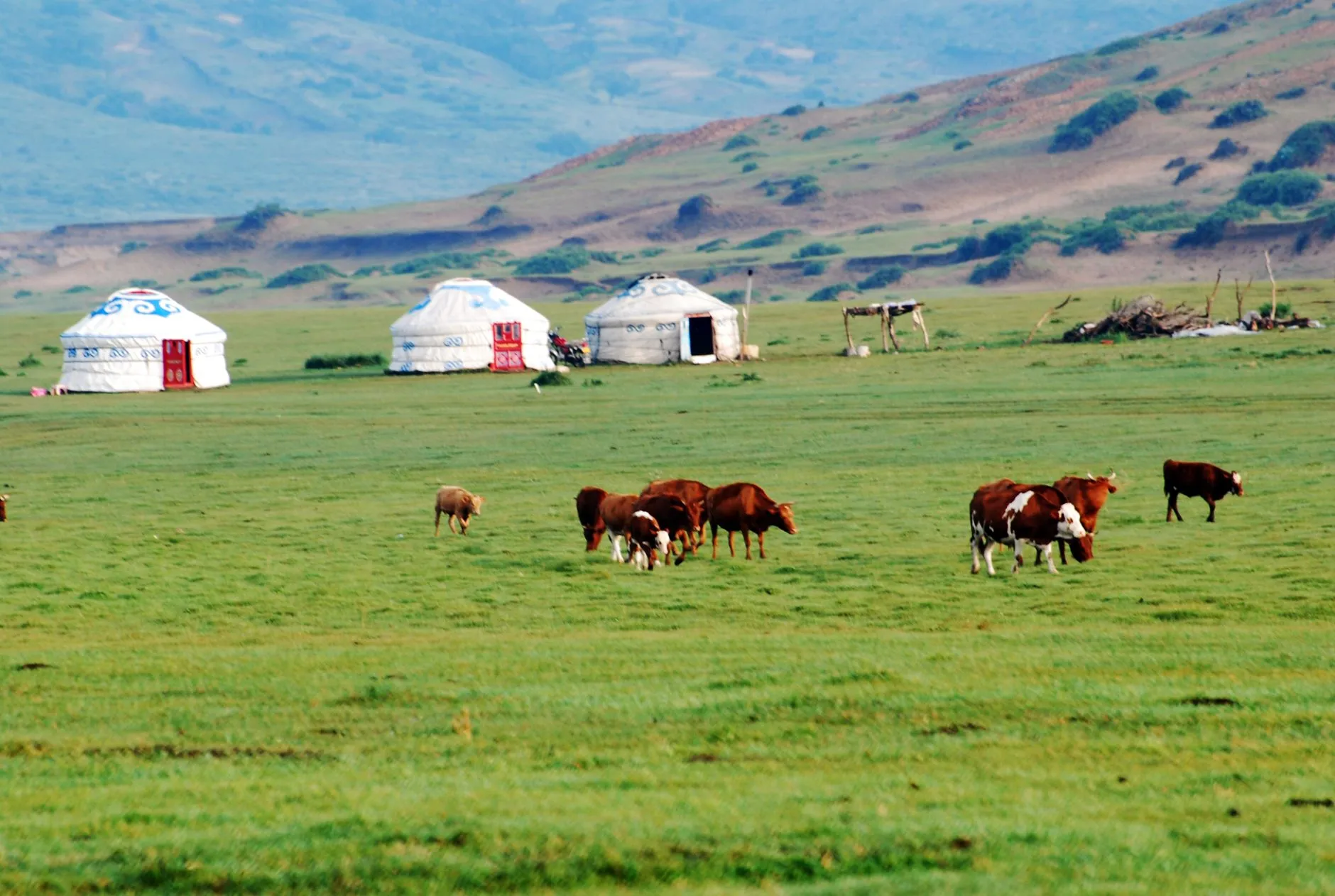 Mongolia — Traditional Mongolian yurts and cattle grazing on a vast green steppe, showcasing nomadic life.