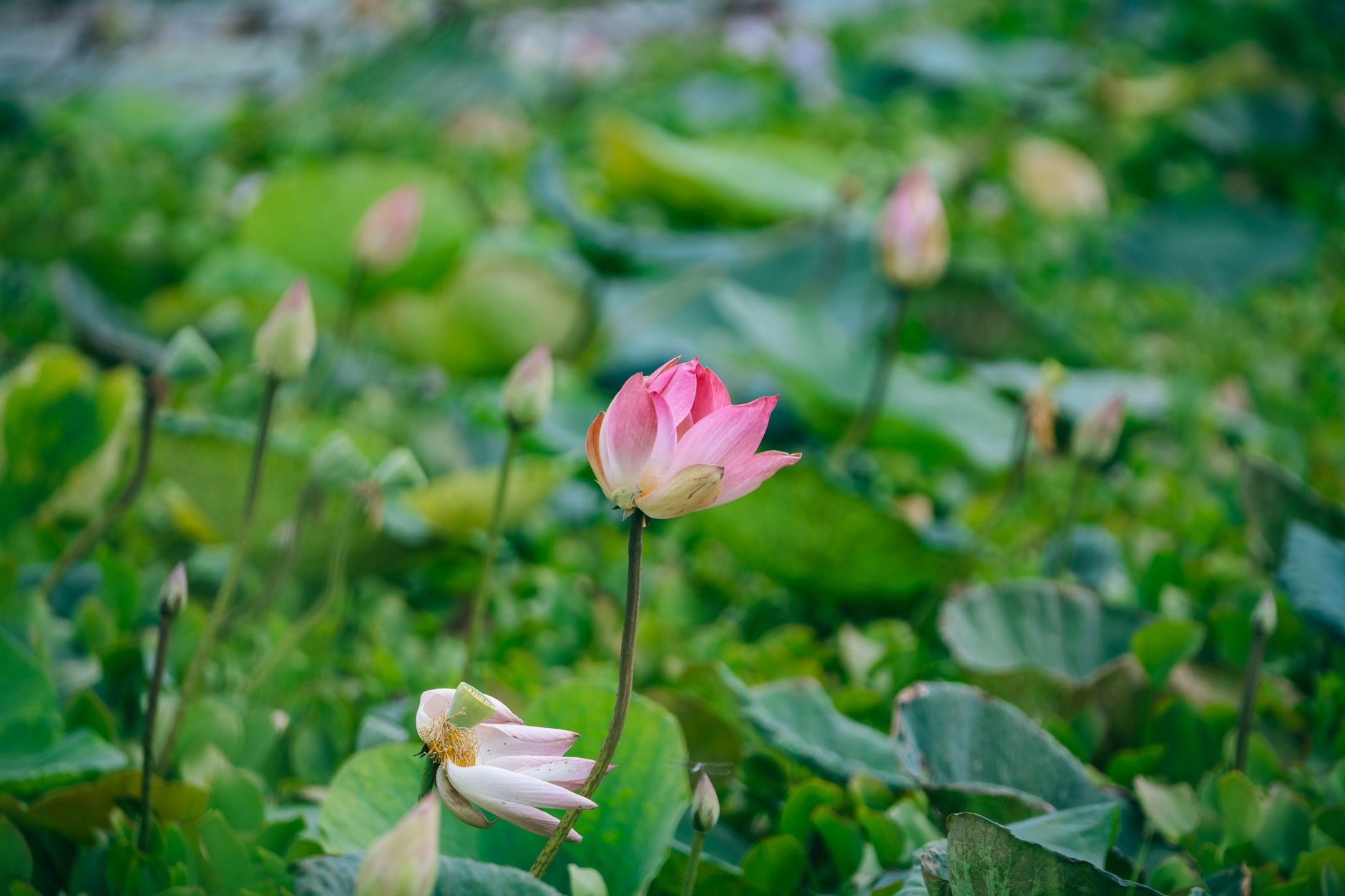 Udon Thani, Thailand — Beautiful pink lotus blossoms in a tranquil wetland in Lam Sai, Thailand.