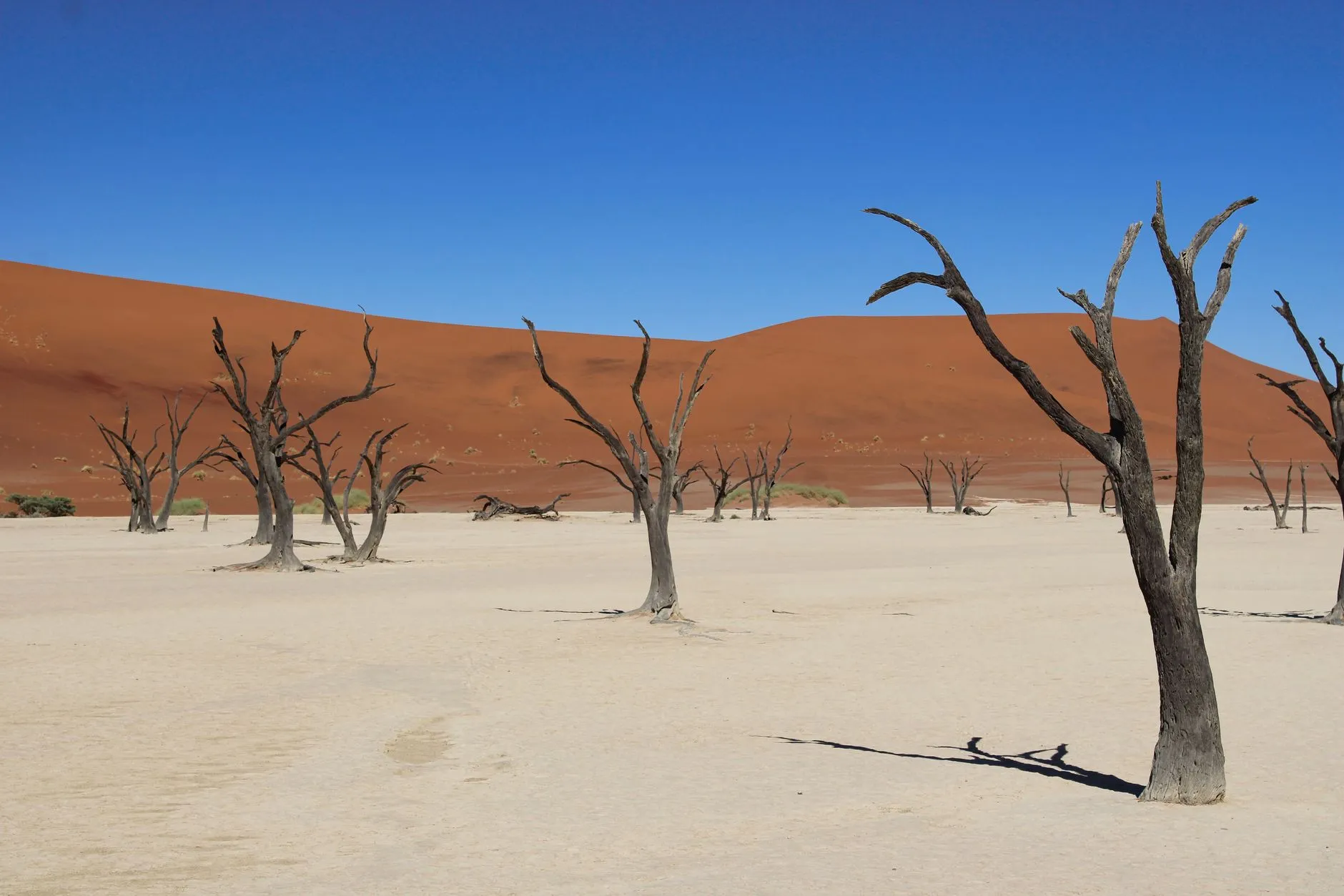 Namibia — Discover the striking beauty of Deadvlei's dead trees against the red dunes of Sossusvlei, Namibia.