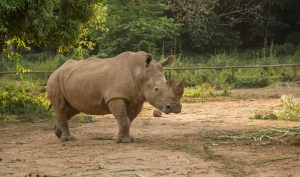 Geneva to Entebbe, Uganda from CHF 512
