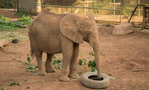 Brussels to Entebbe, Uganda from €556