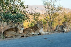 London to Johannesburg, South Africa from £398